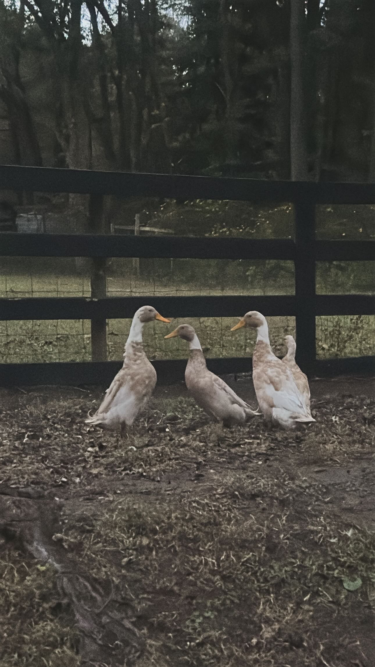 Fife Farms