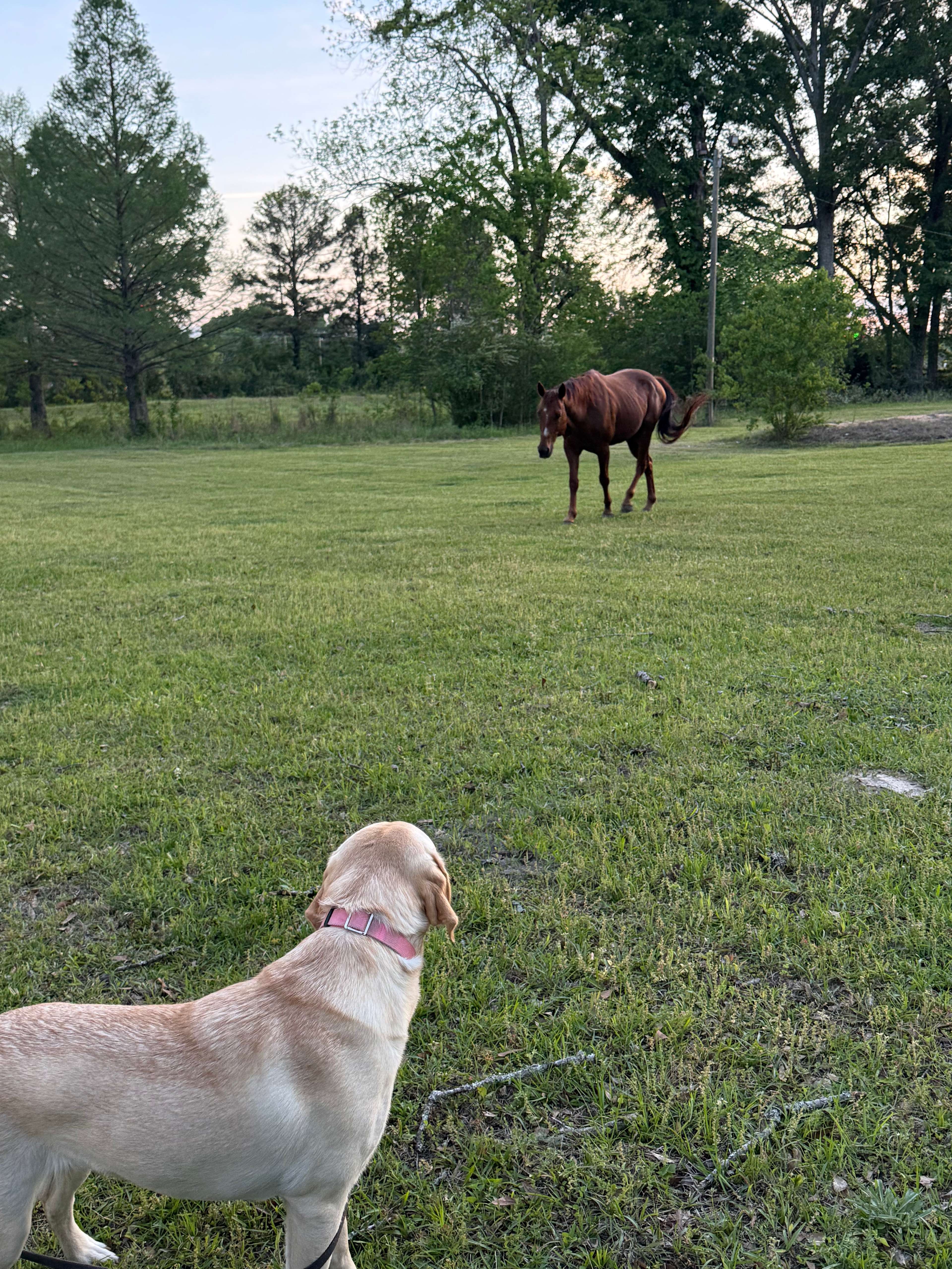 Cosby Ranch