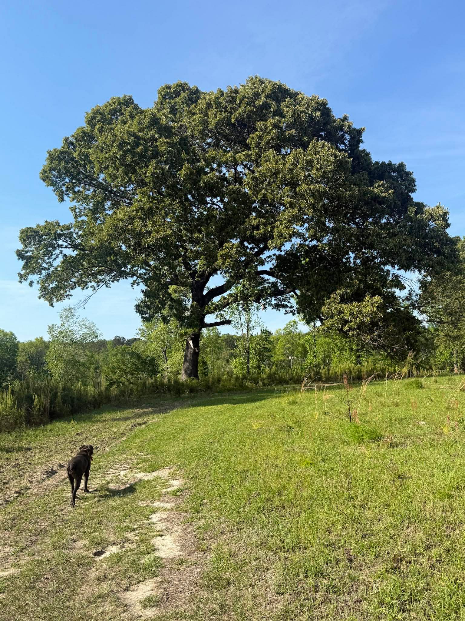 Friendship Pastures