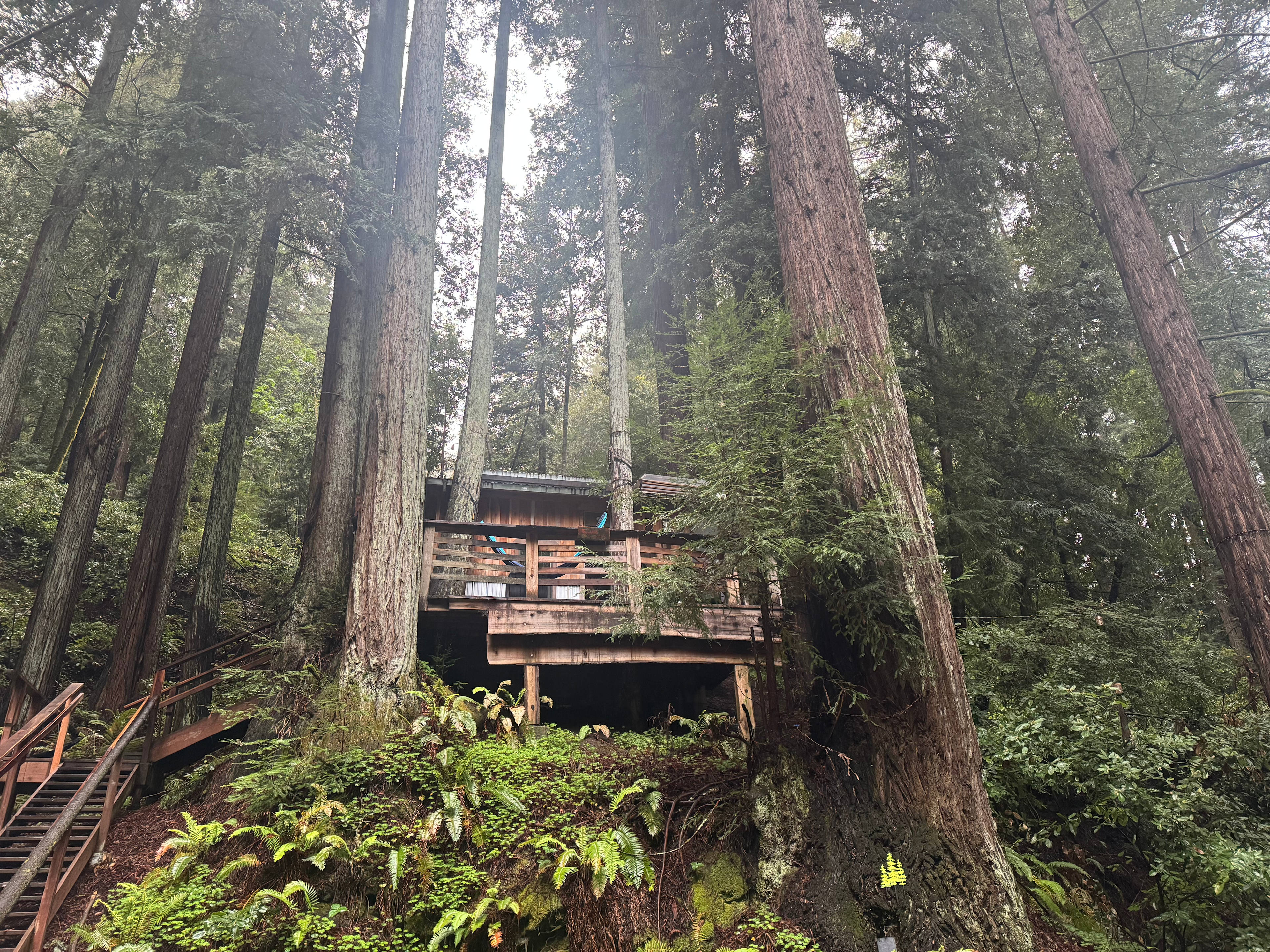 Leafy Lanes Tree House