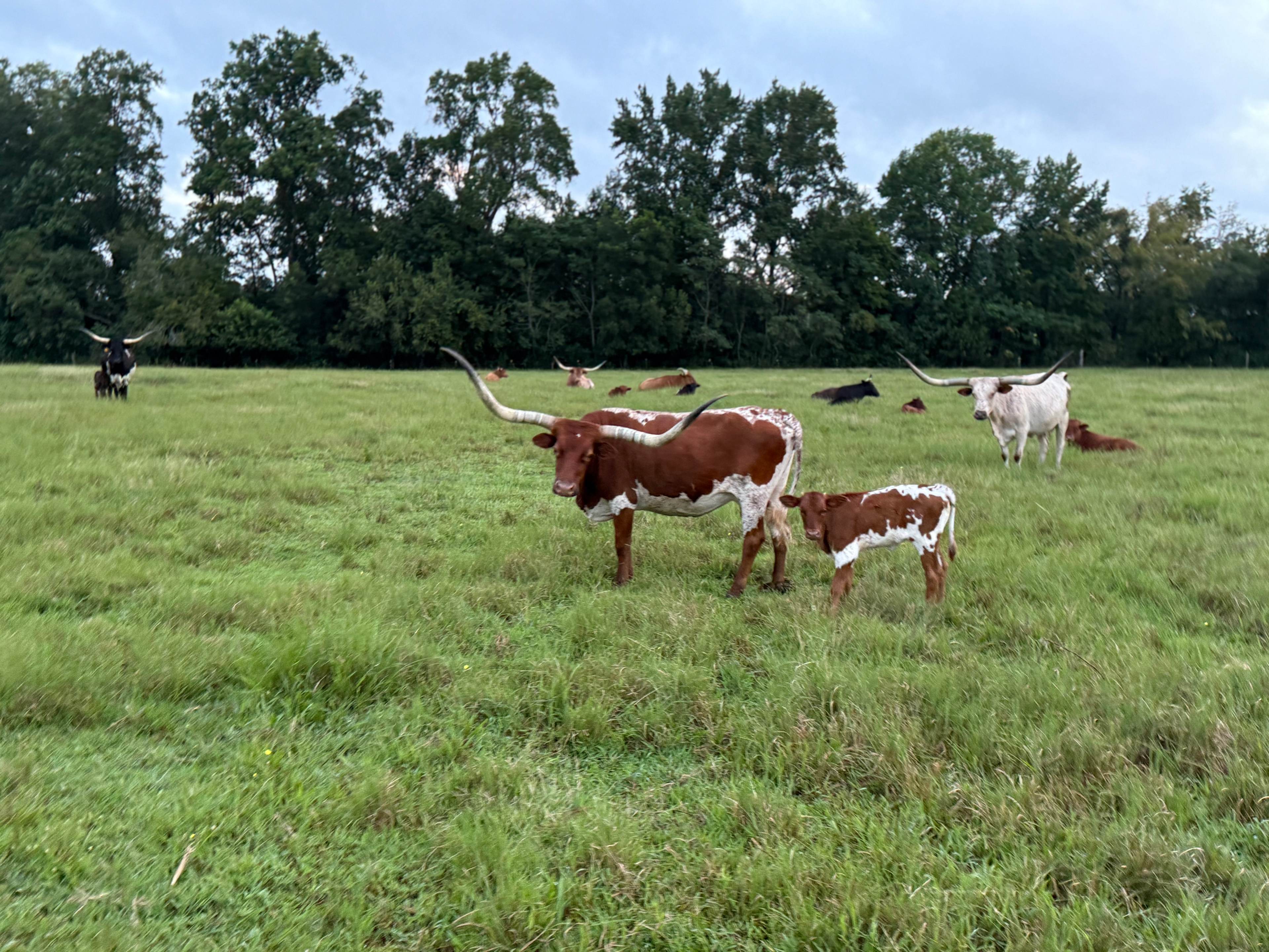 Horse Ranch-a short drive from 95