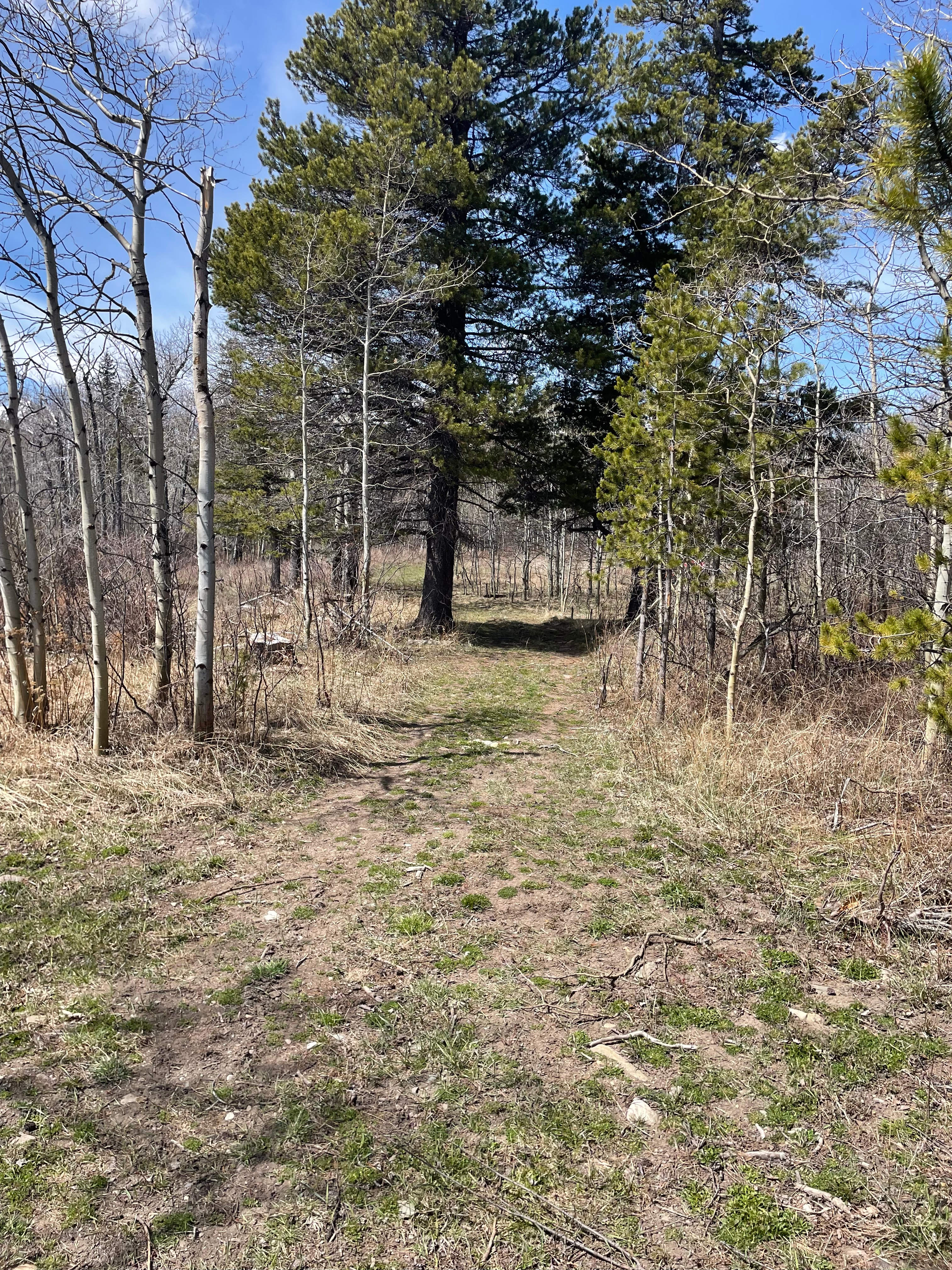Midvale Creek Campground