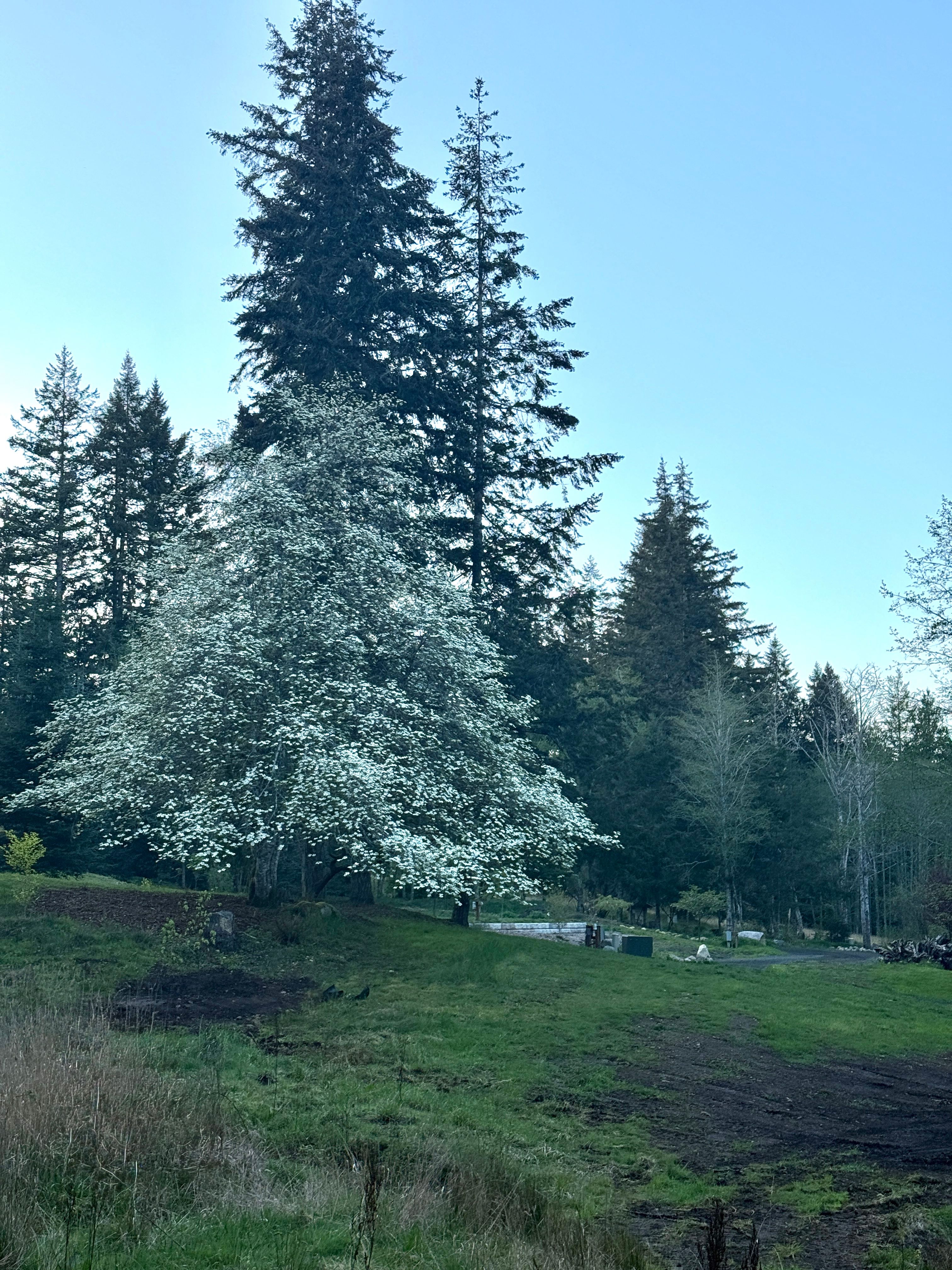Park by the fir and Dogwood