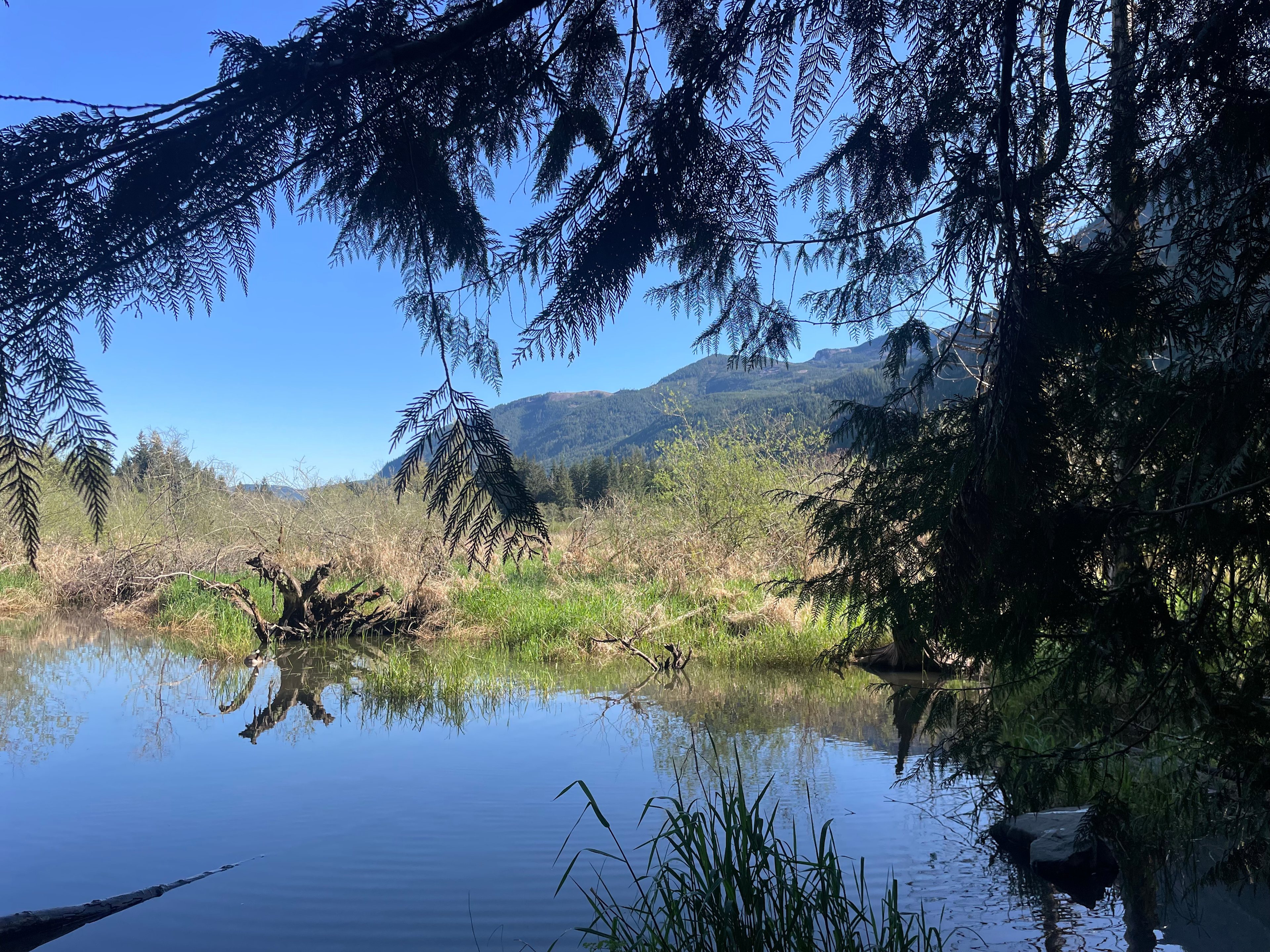 The beaver pond. The water level drops throughout the summer. Maple Creek flows from Silver Lake, about 2 miles upstream.