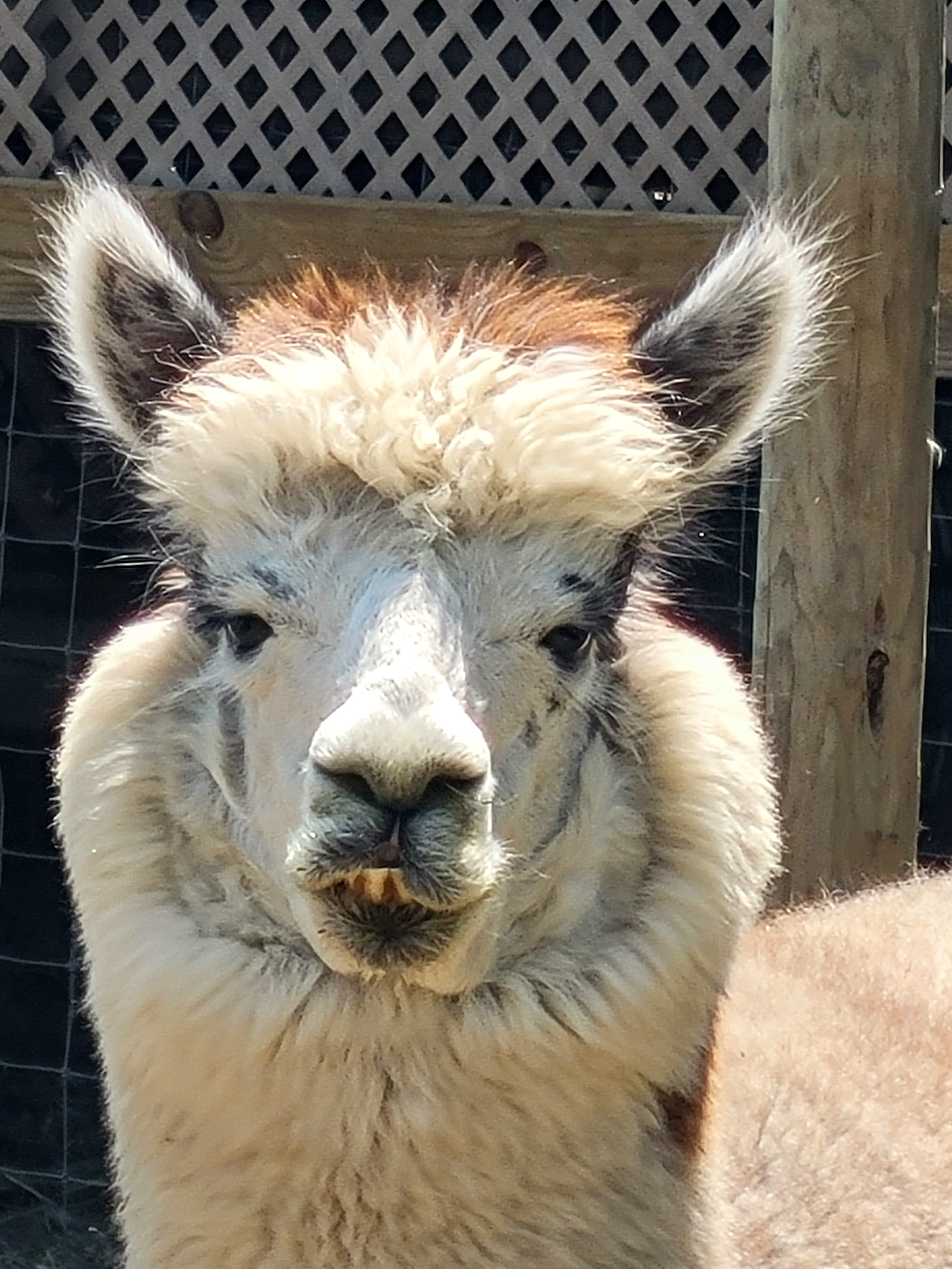 Sweet Blossom Alpaca Farm-Peaceful