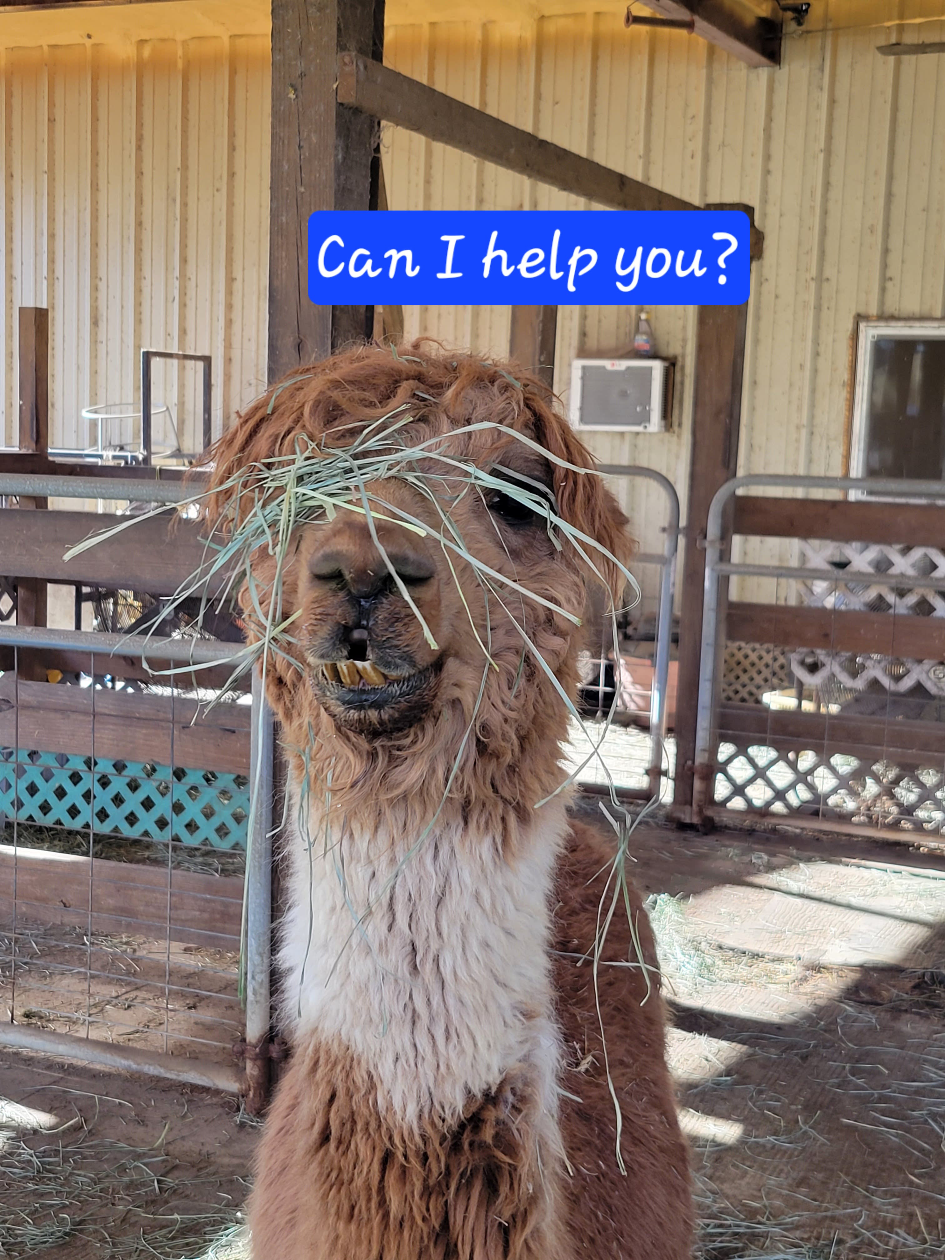 Sweet Blossom Alpaca Farm-Peaceful
