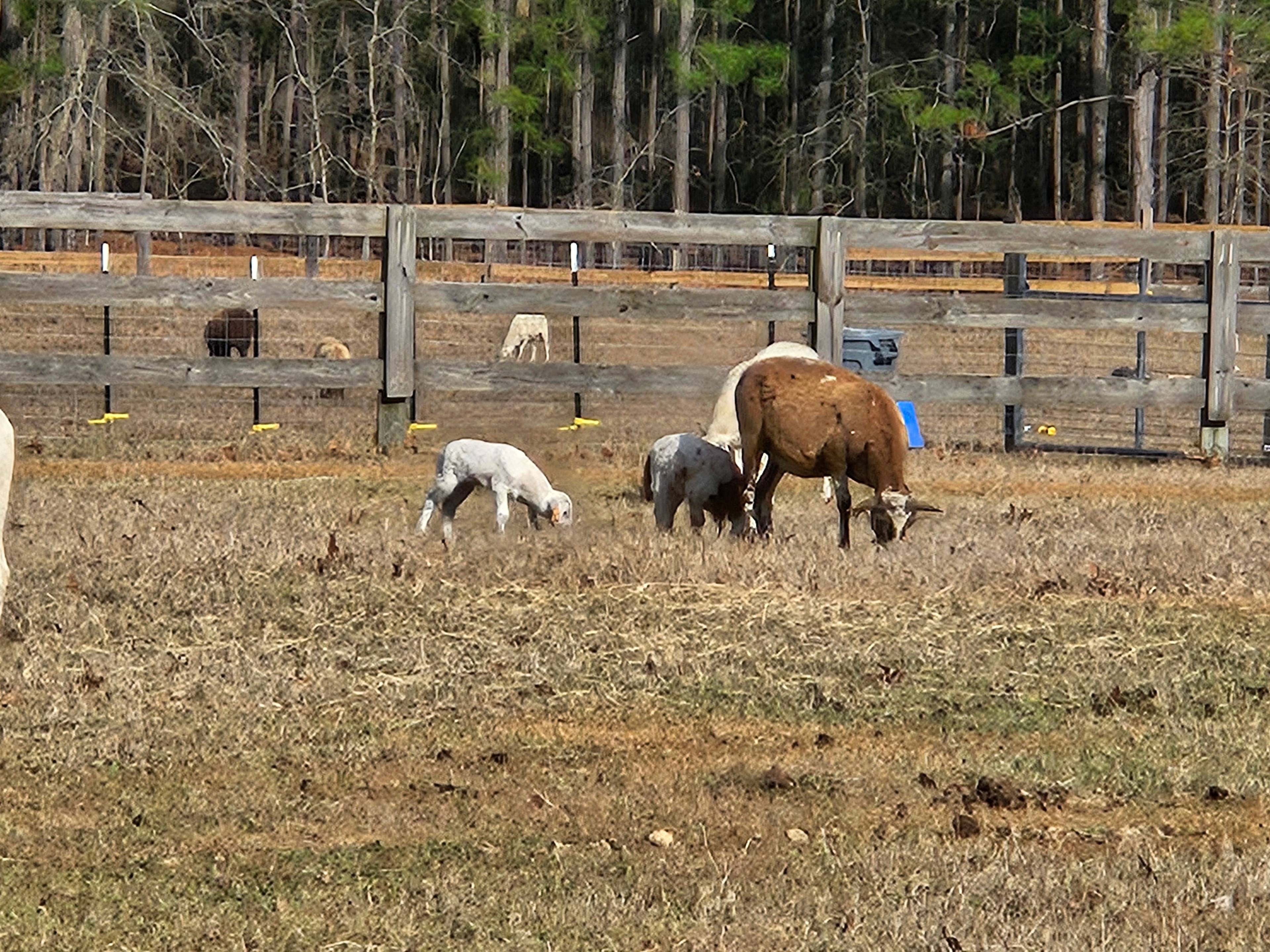 Whistling H Farms