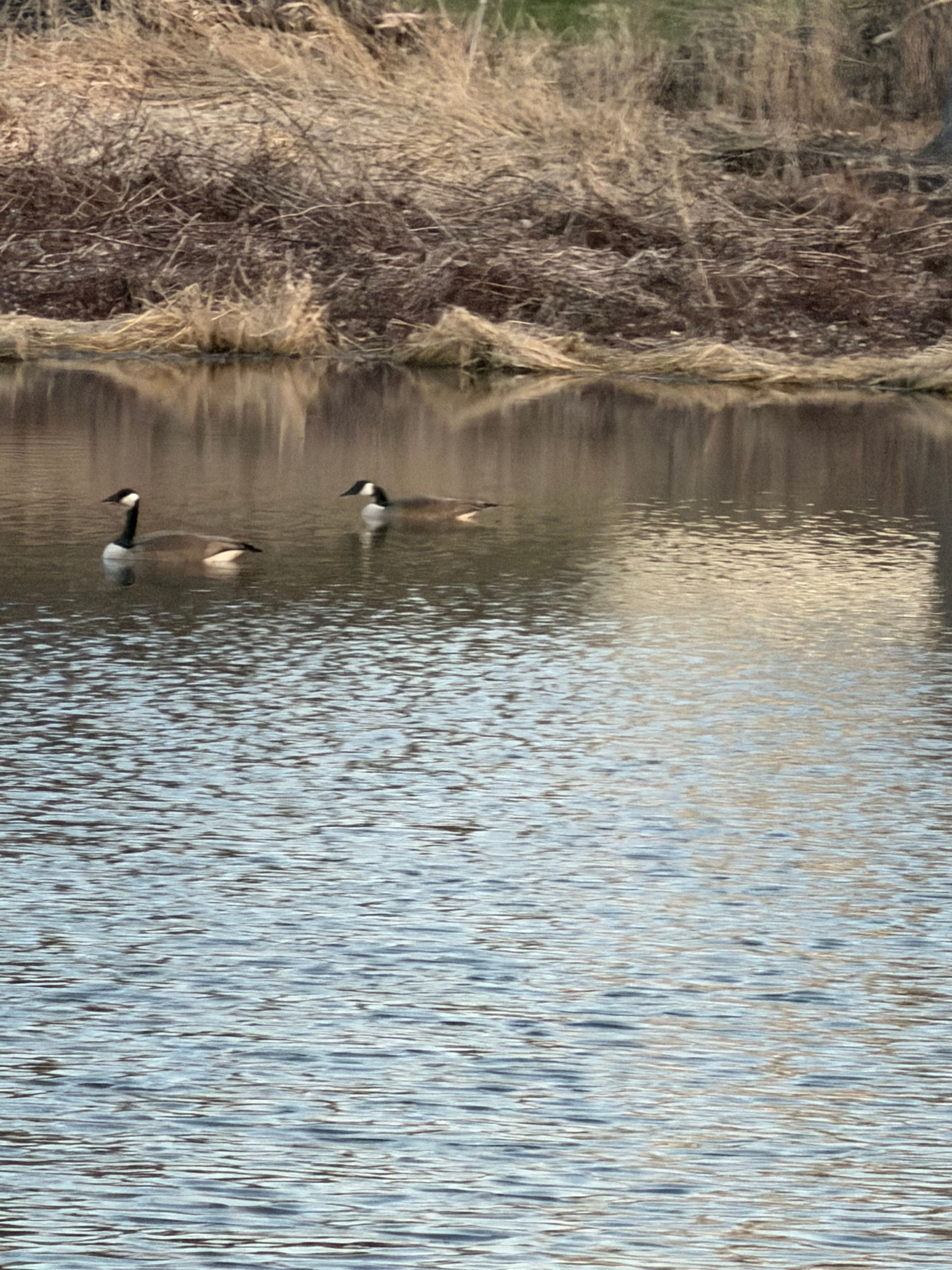 Wildlife-Water-Nature Sanctuary