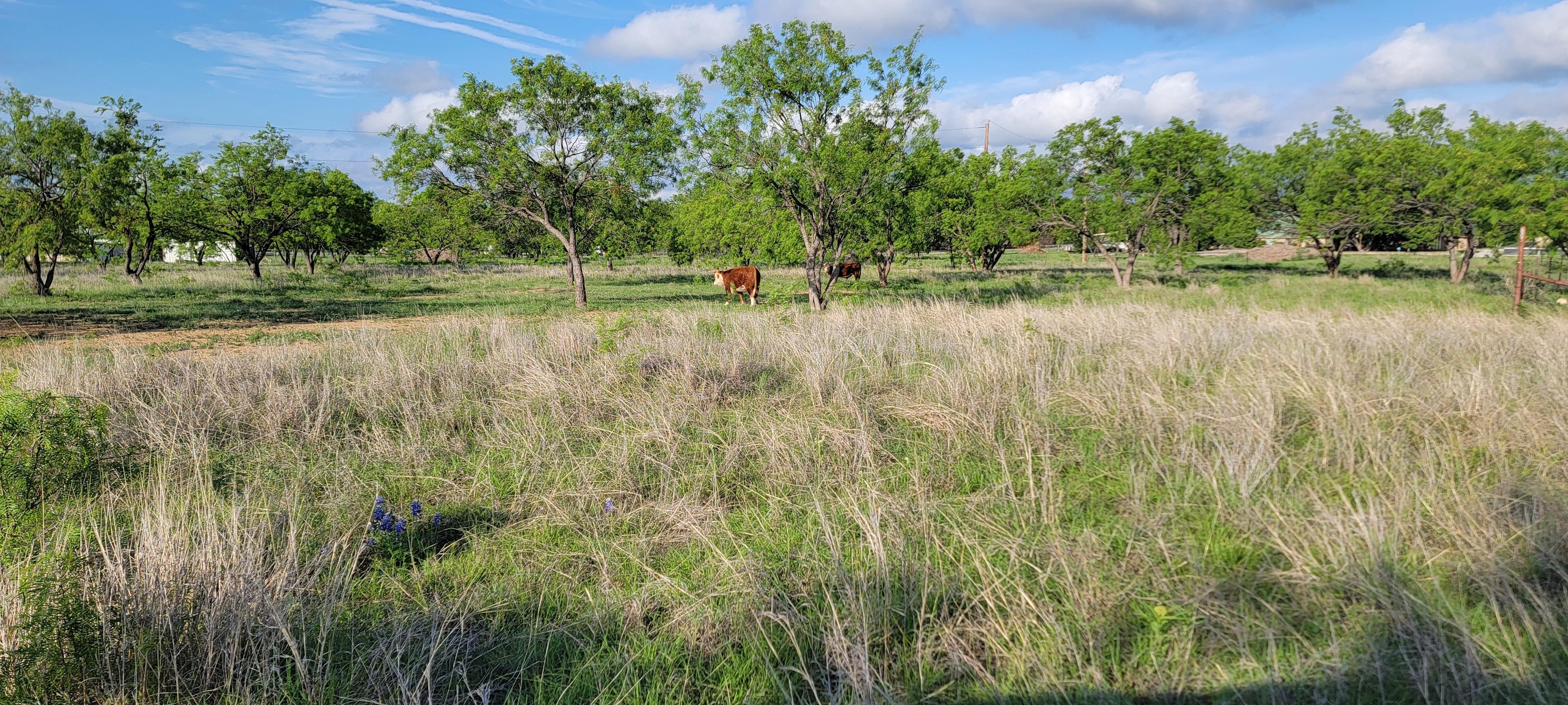 Nelson Ranch