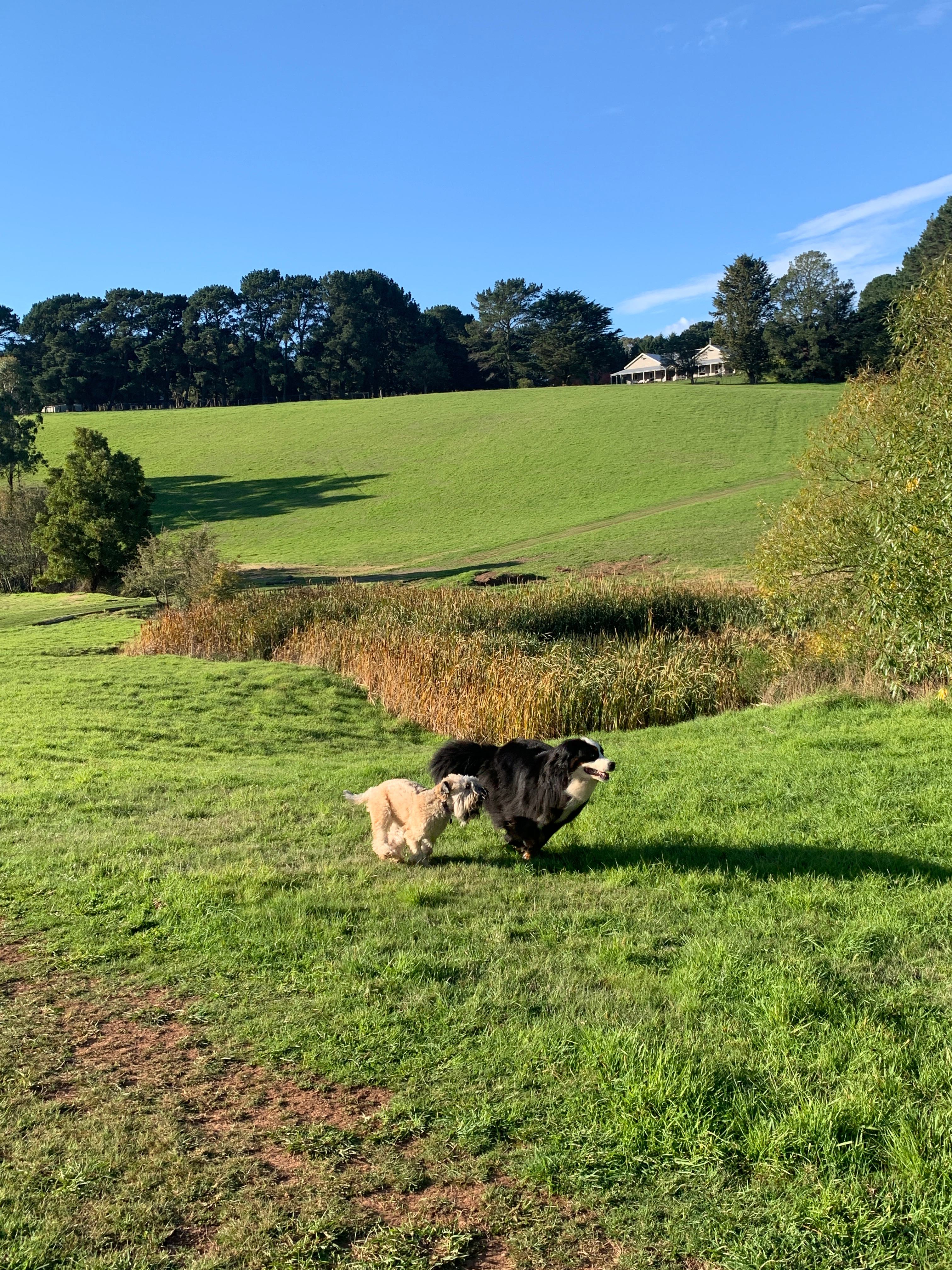 Book A Paddock