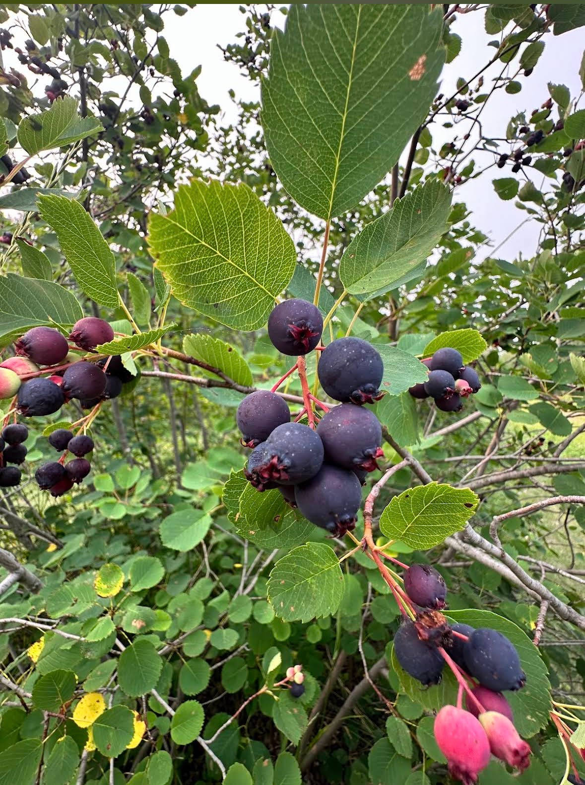 Prairie Berry Campground