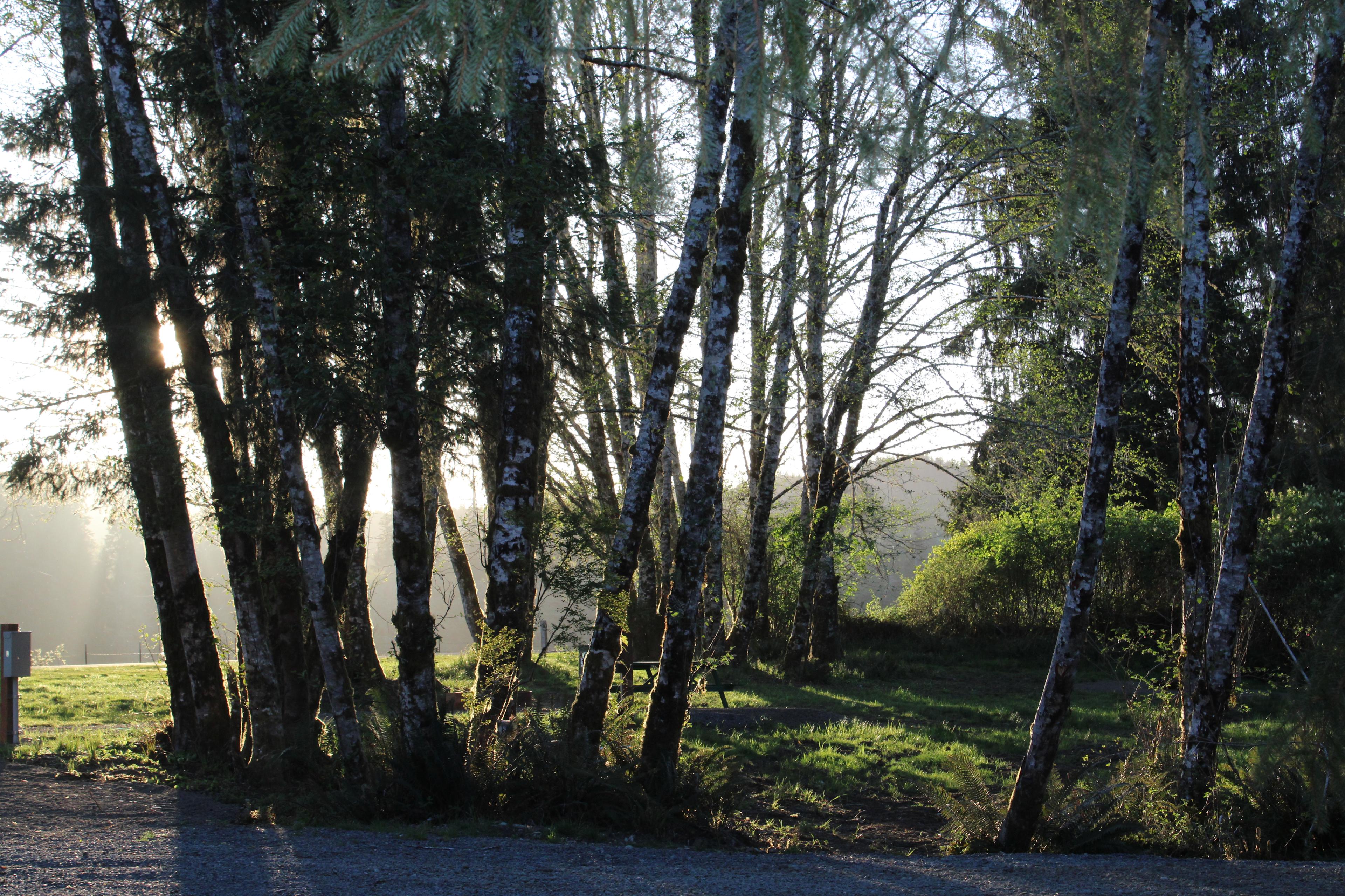 Evening sunlight coming through the trees