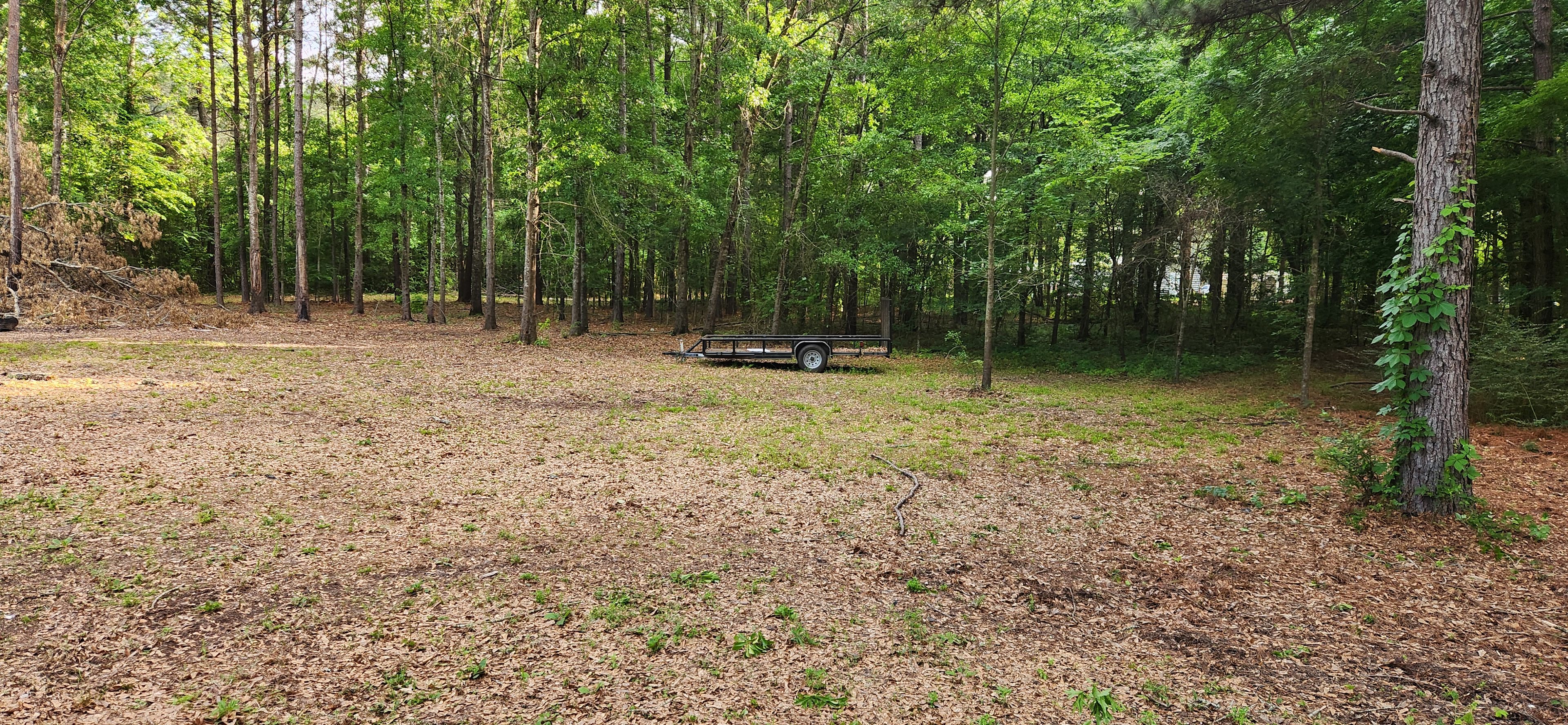 Piney woods camp