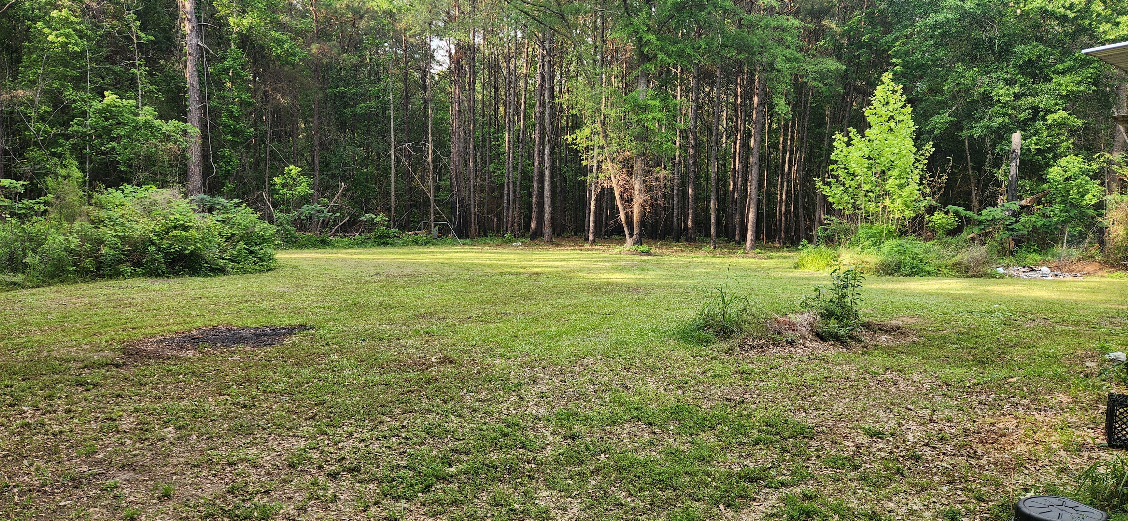 Piney woods camp