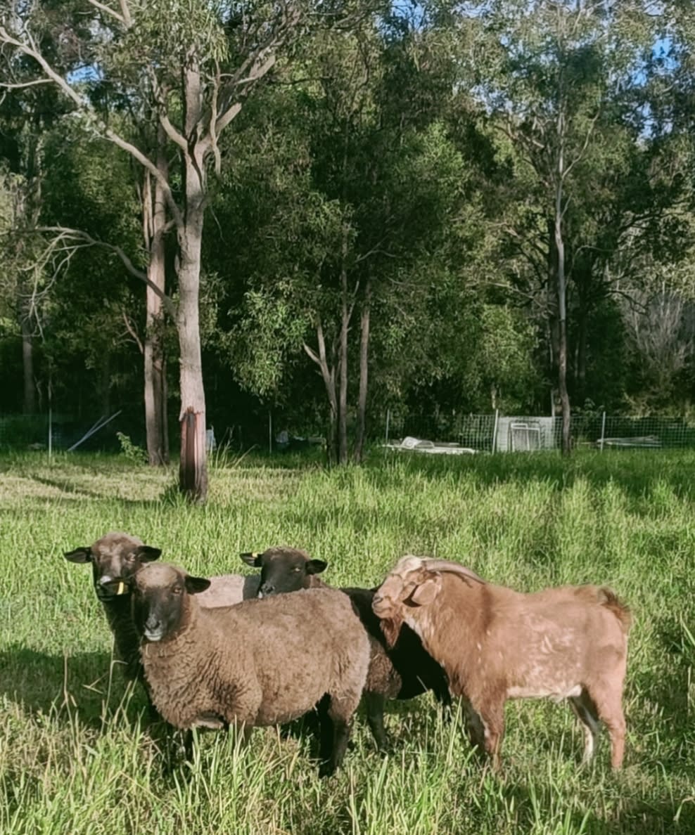 VietJess Farm