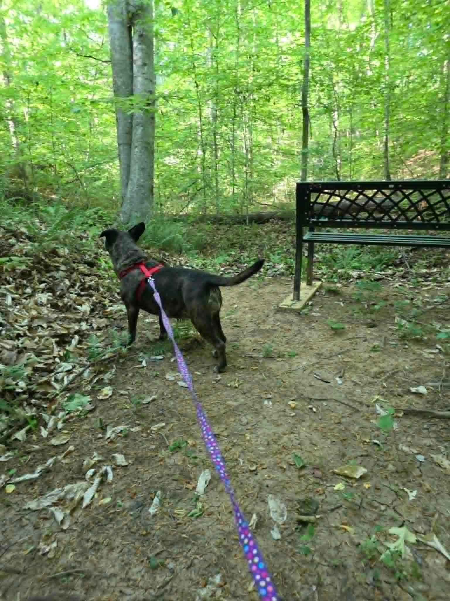 Camp Tails and Trails Pet Friendly