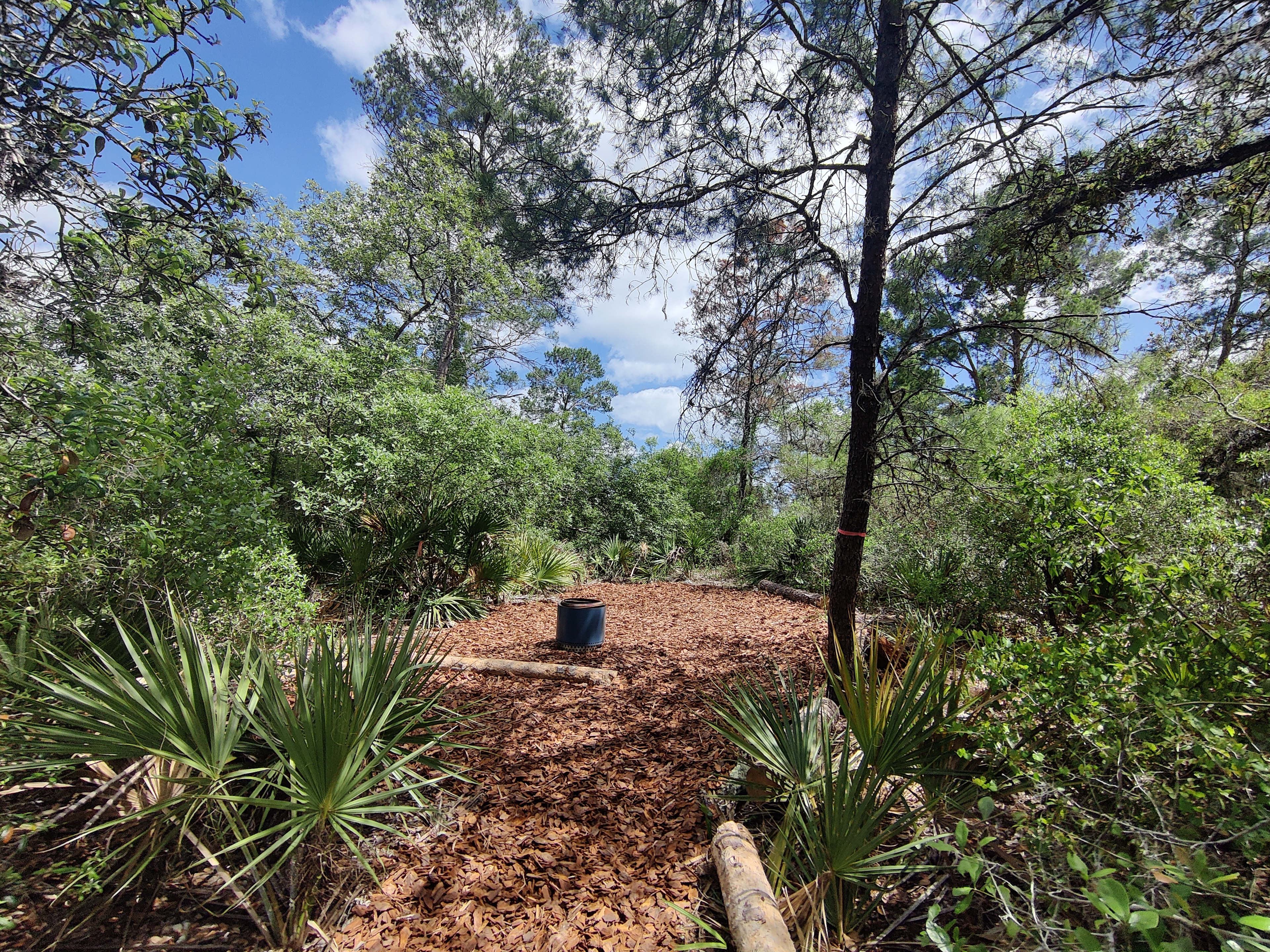 Harmon Pine (Tent Campsite)