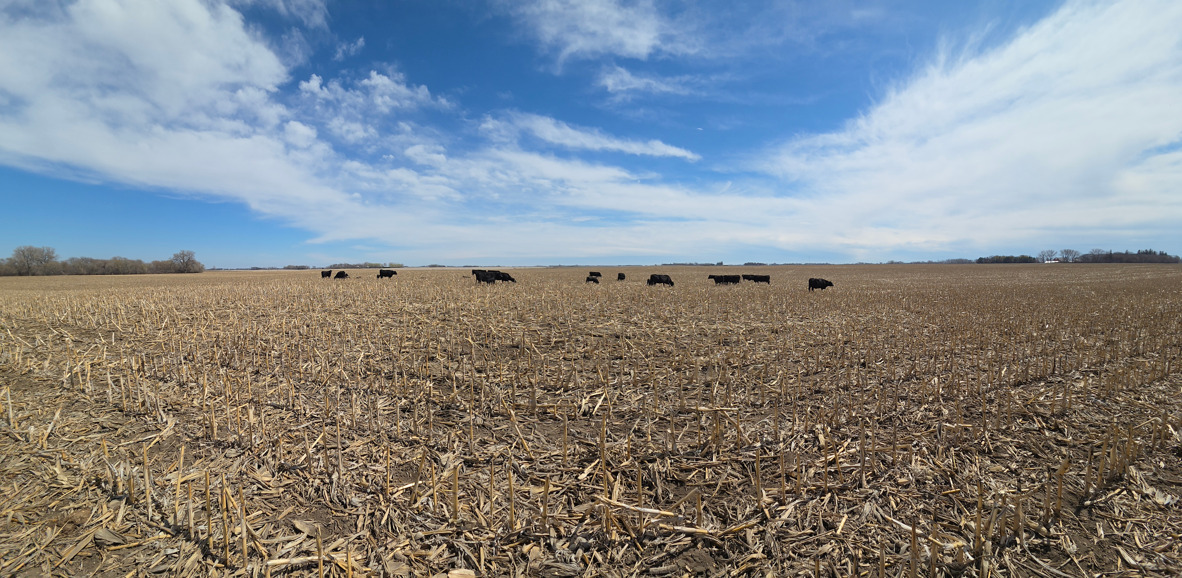 K Bar Beef Farm