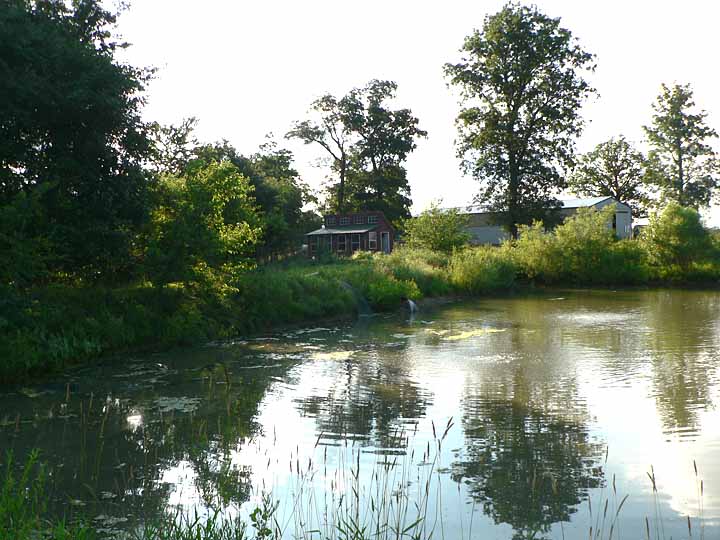 Antiquity Oaks