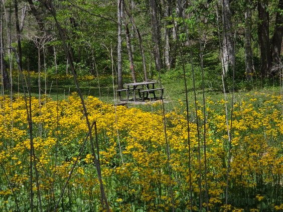 River Trail Hollow