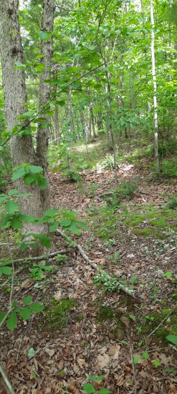 The CLM Wooded Bird Sanctuary.