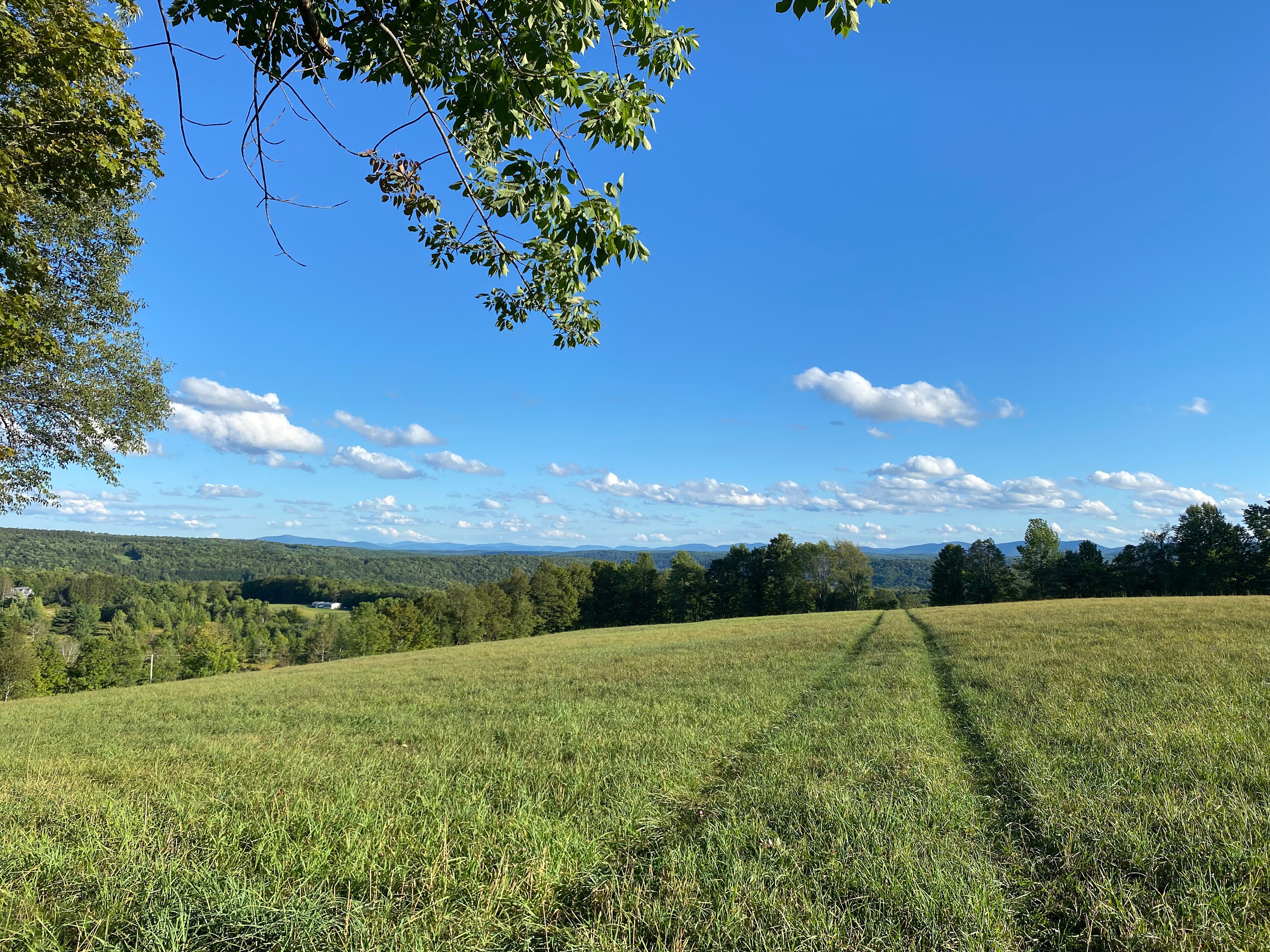 Green Grass Forest