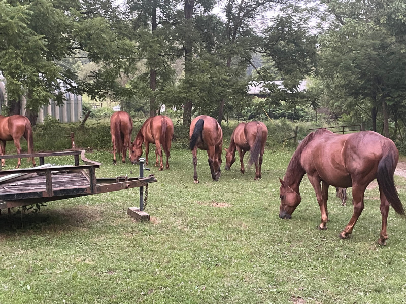 Secluded Horse Farm Retreat