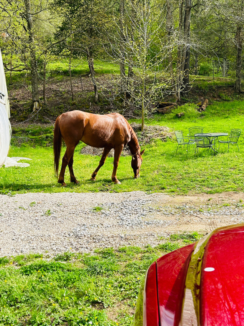 Secluded Horse Farm Retreat