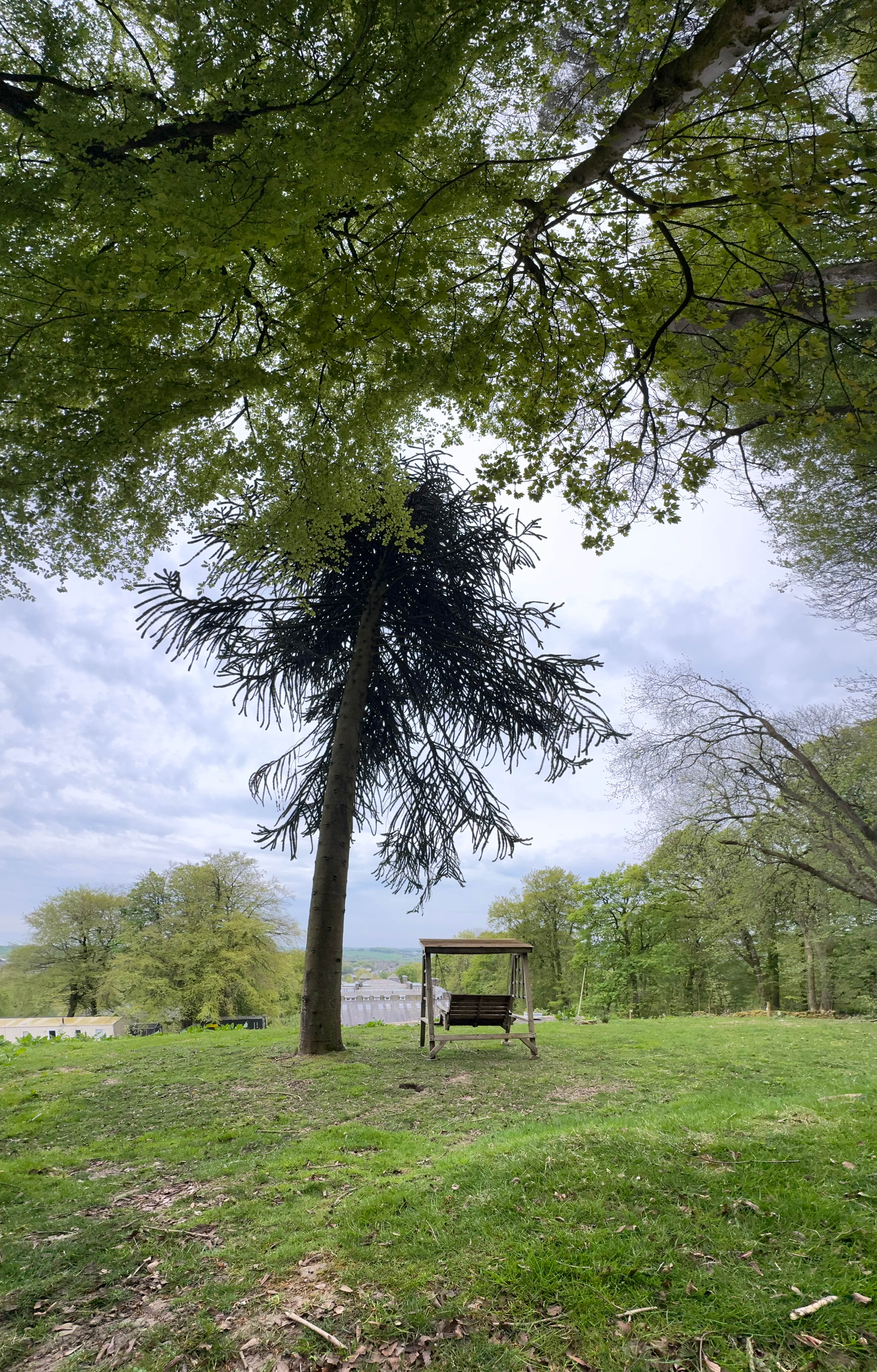 The Duchess's Meadow
