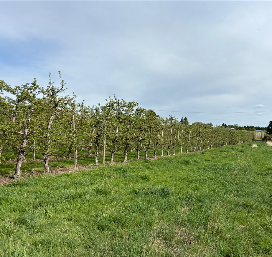 The Orchard