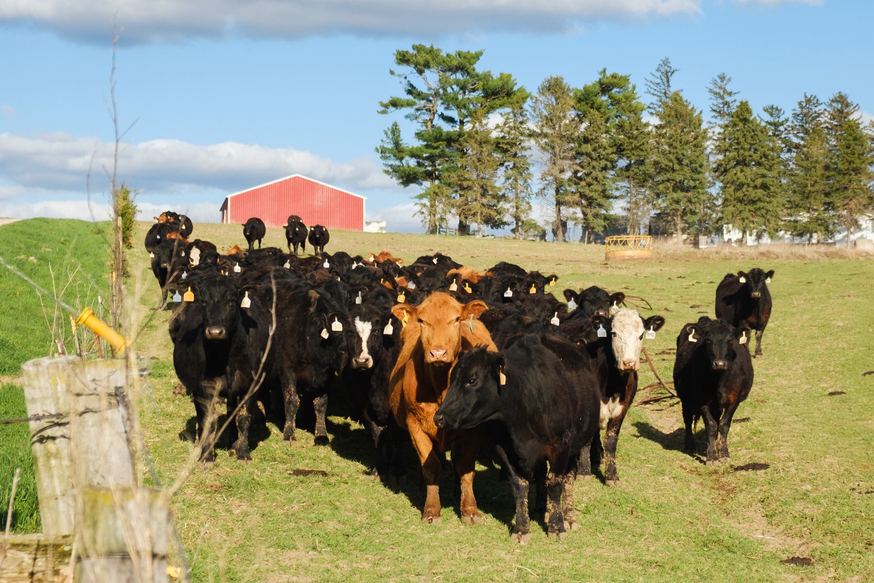 You will be watched by the neighbour's cows :D