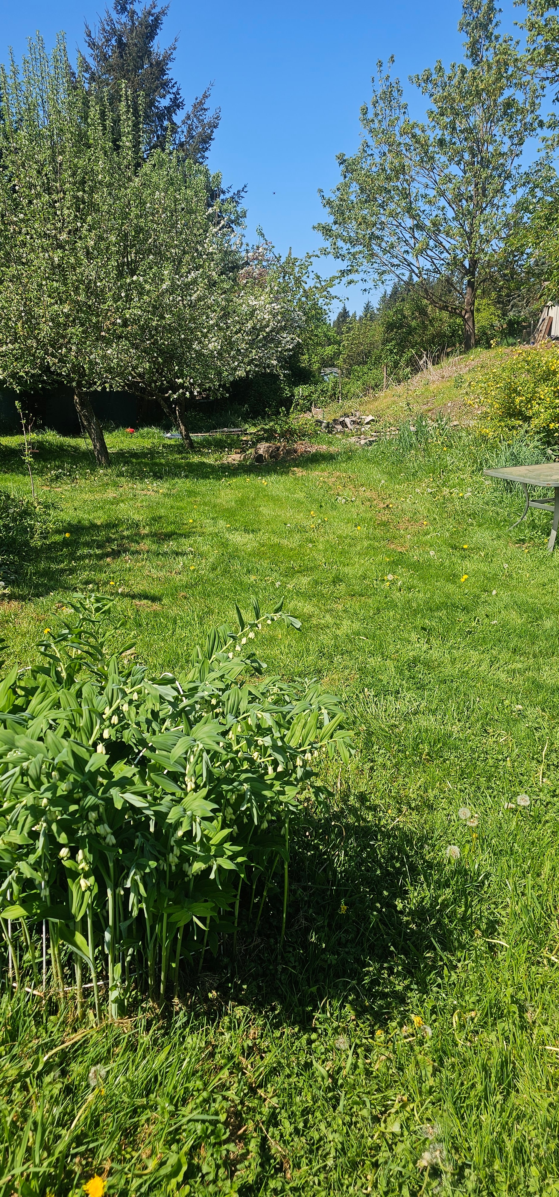 Apple Tree Tent Sites 2 and 3