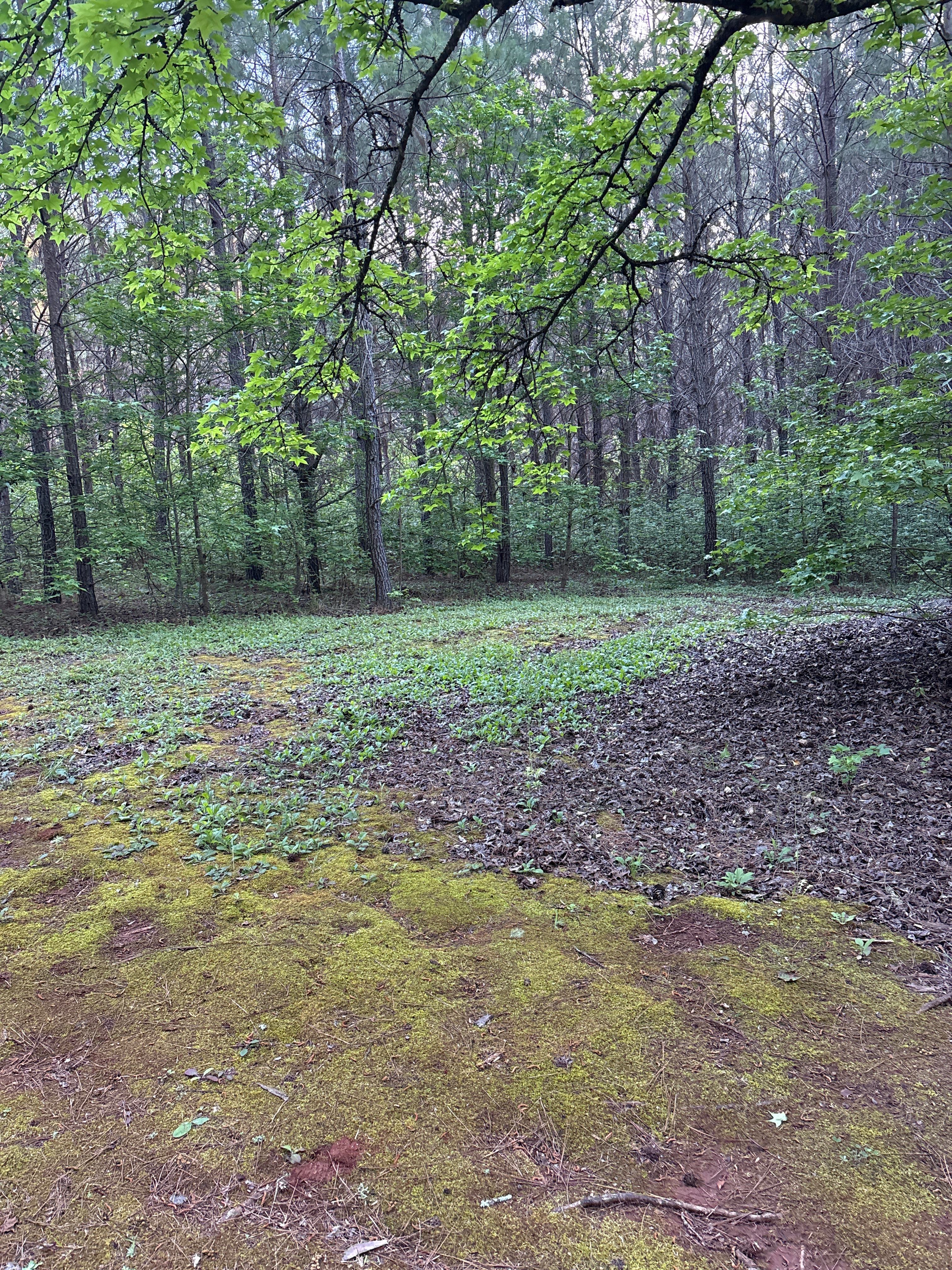 Woodland Pi
