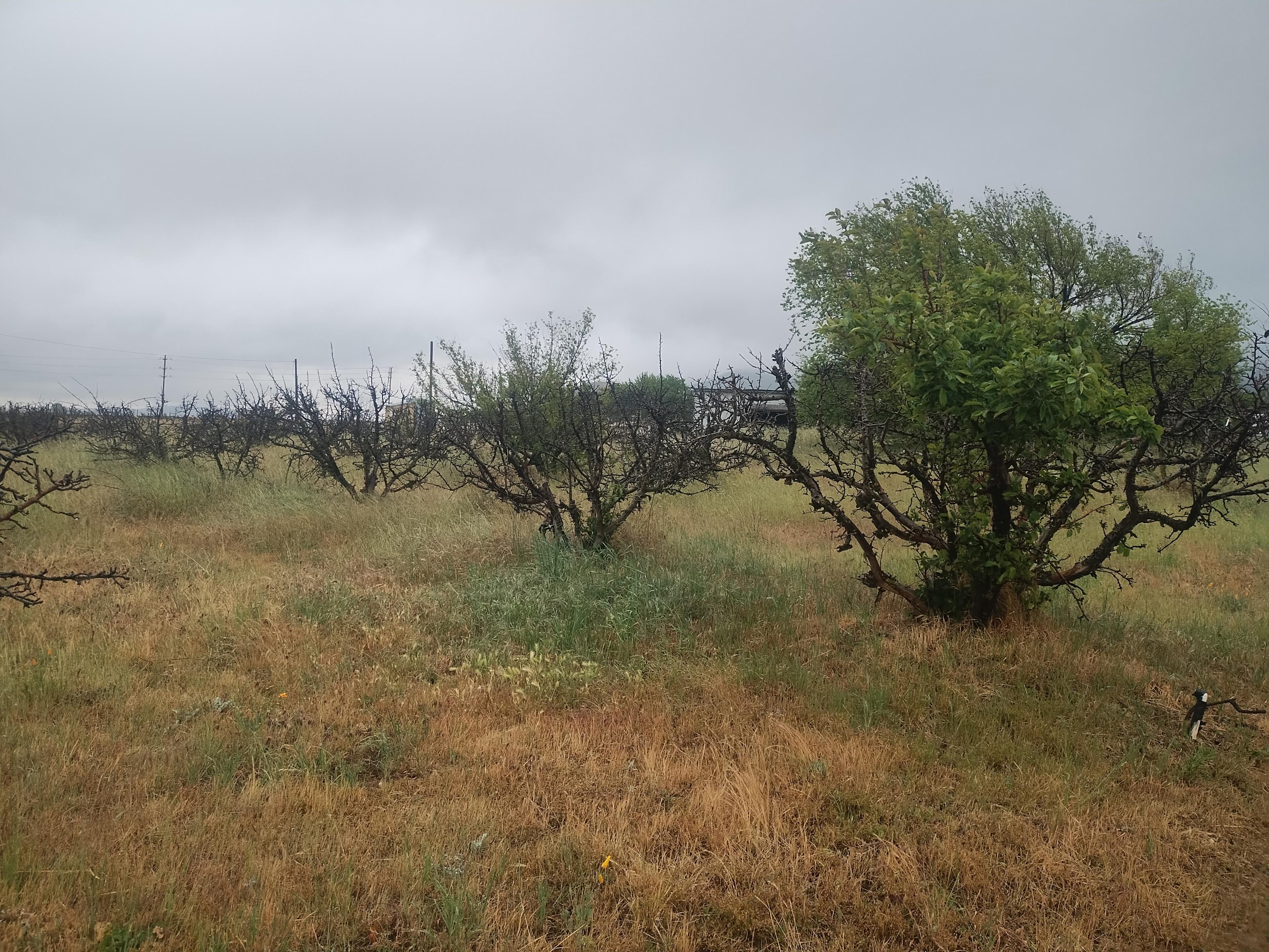 Weird Farm