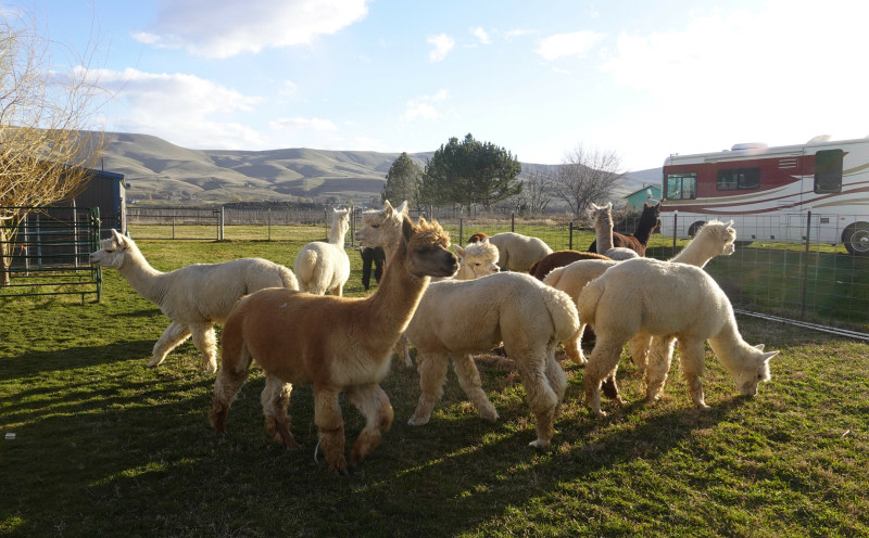Natural Maximum Alpacas