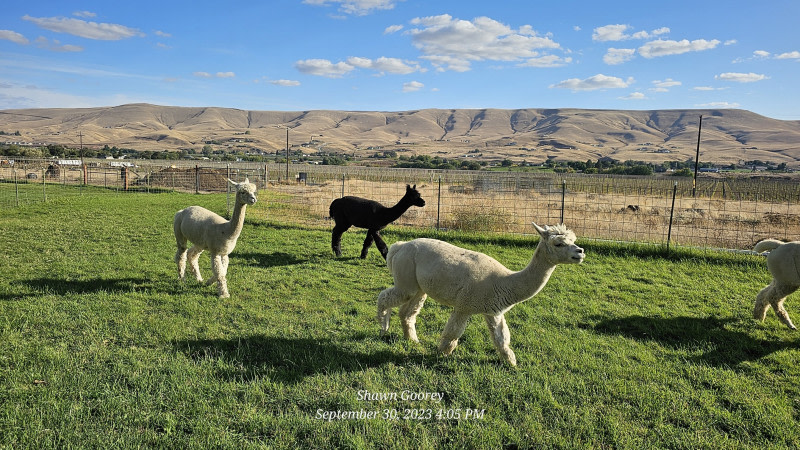 Natural Maximum Alpacas