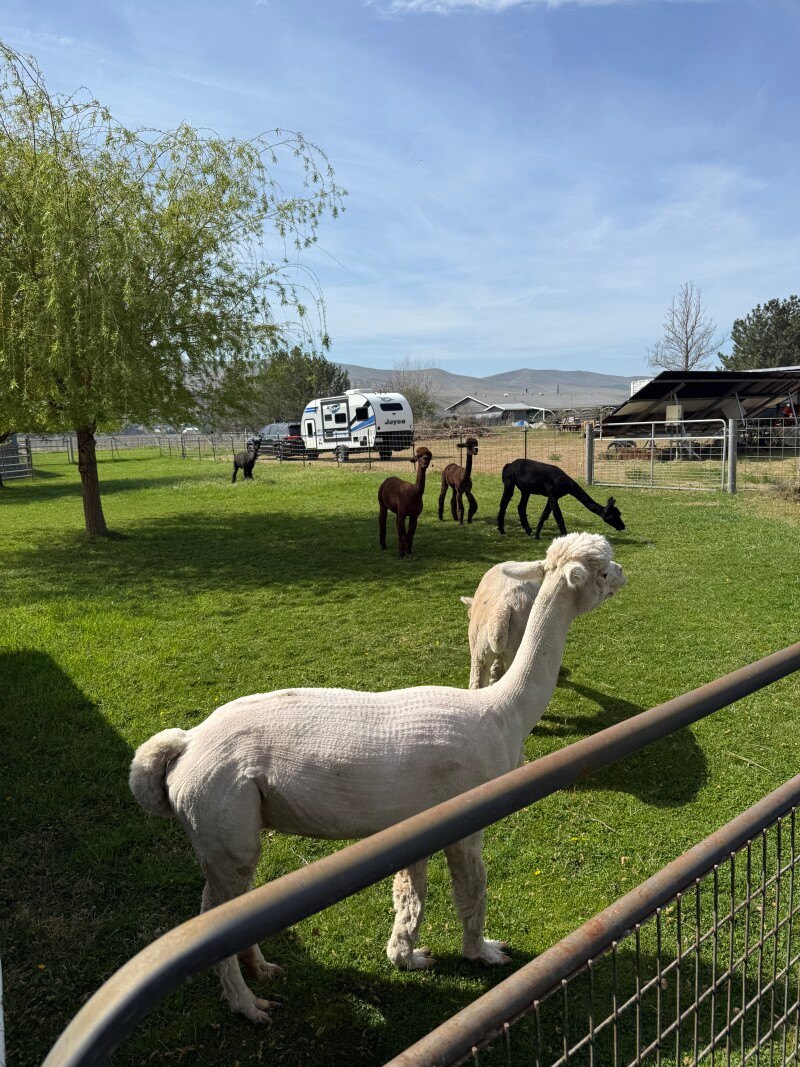 Natural Maximum Alpacas