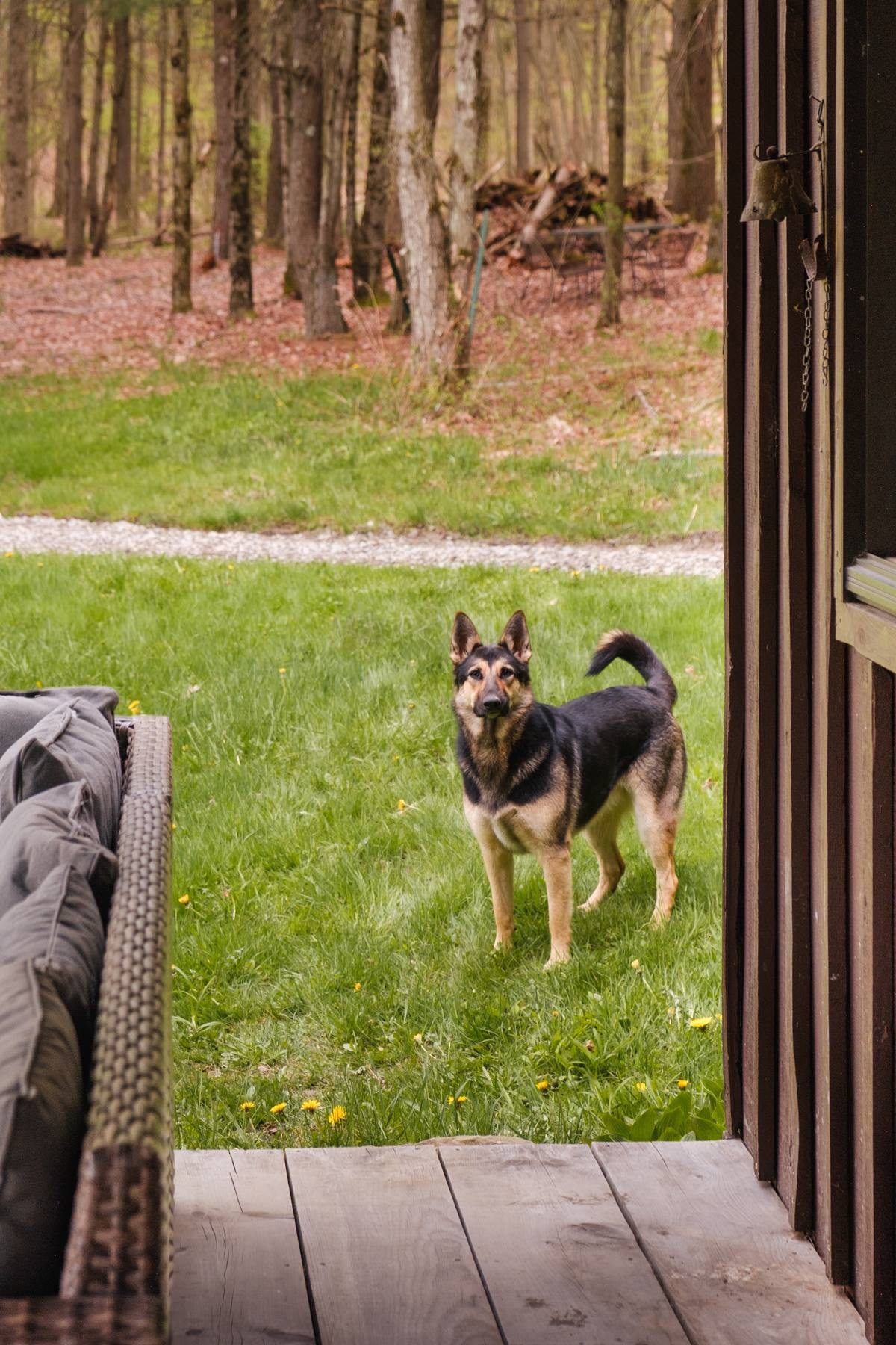 Marie's dogs came for a visit