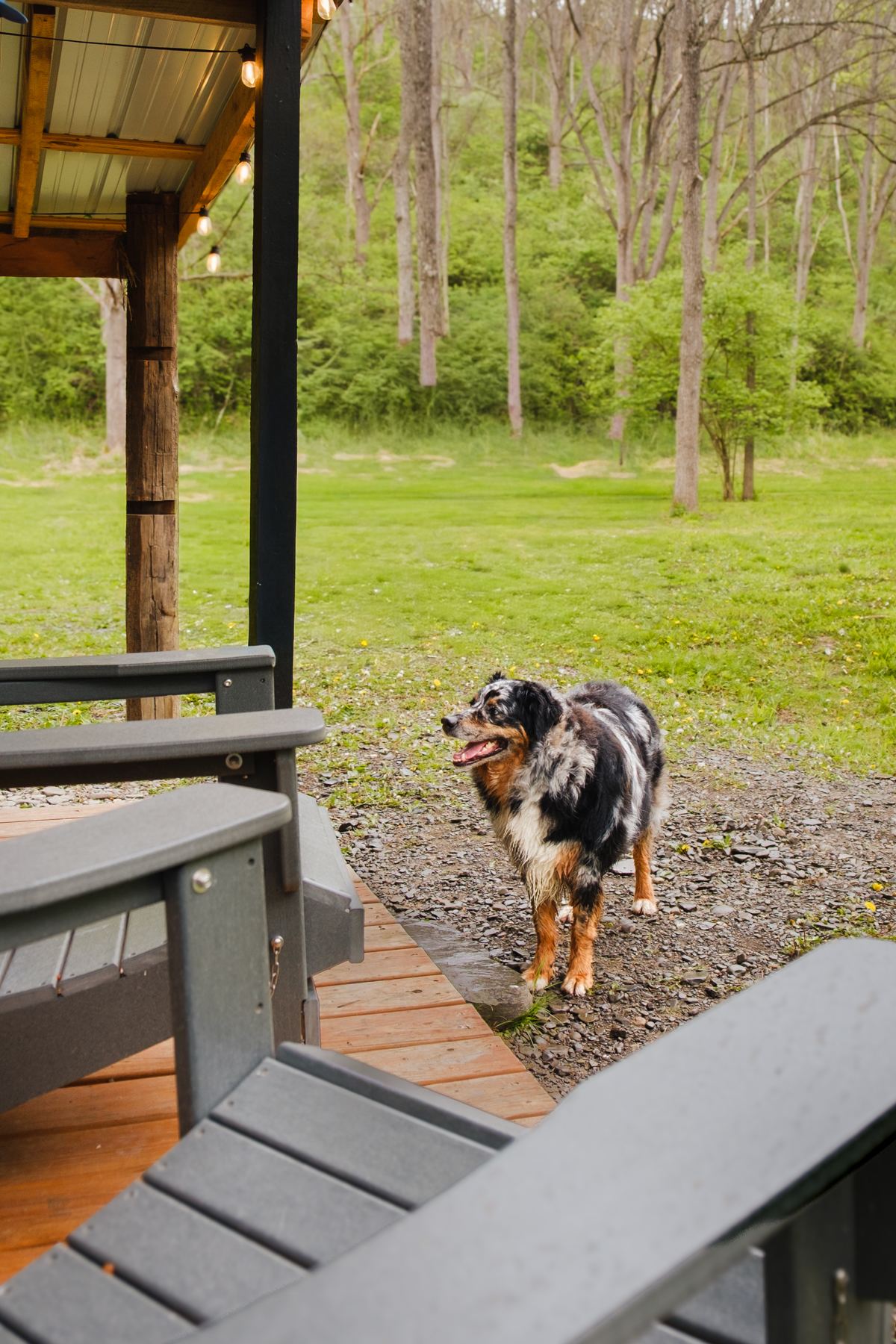Ken's dog Luke loves to hang out