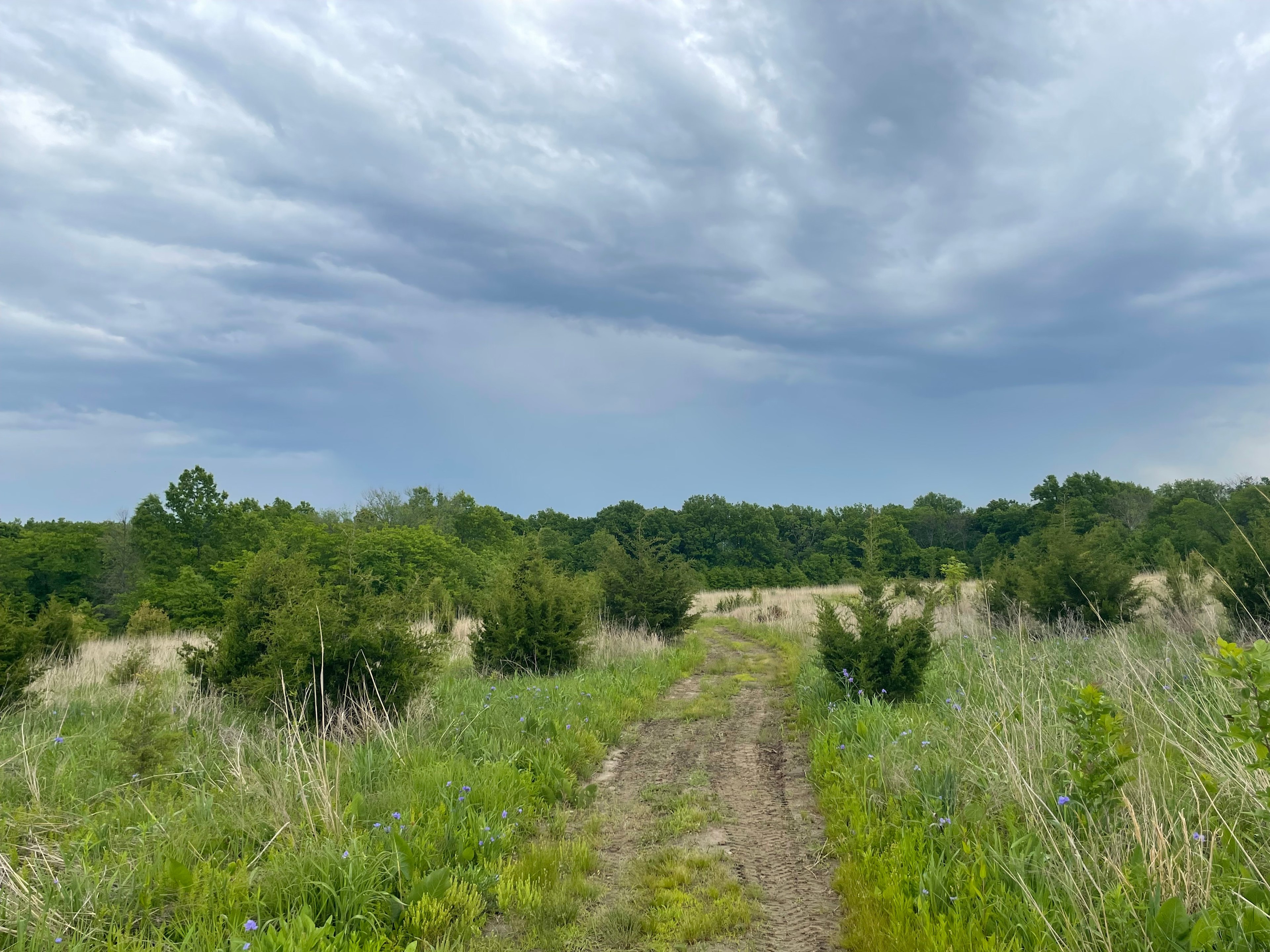 Heavenly Pastures