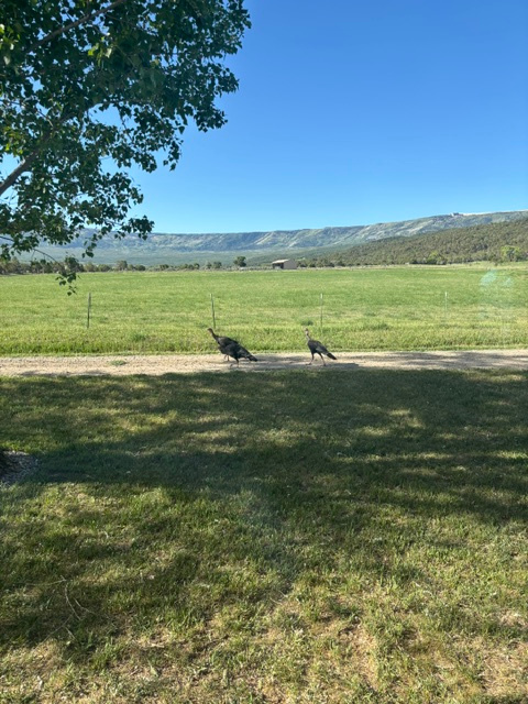 Grand Mesa Outdoor Lover's Basecamp