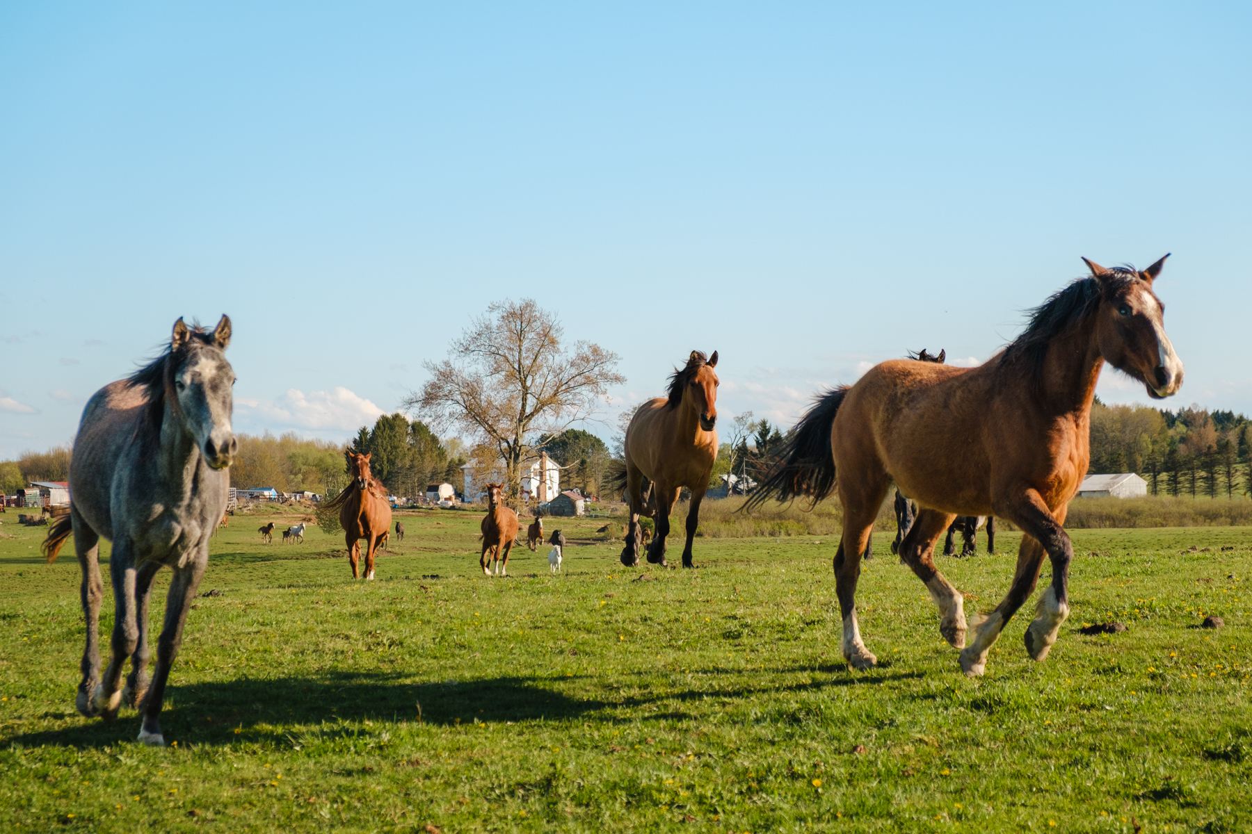 When Ed called the herd, they came galloping over