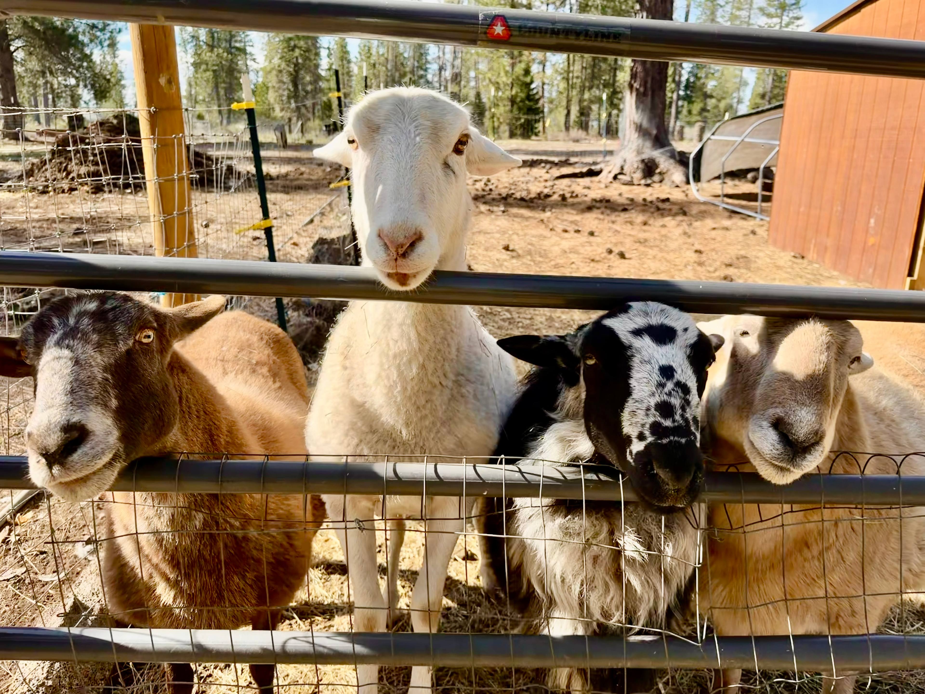 Hogs & Hoes Farm