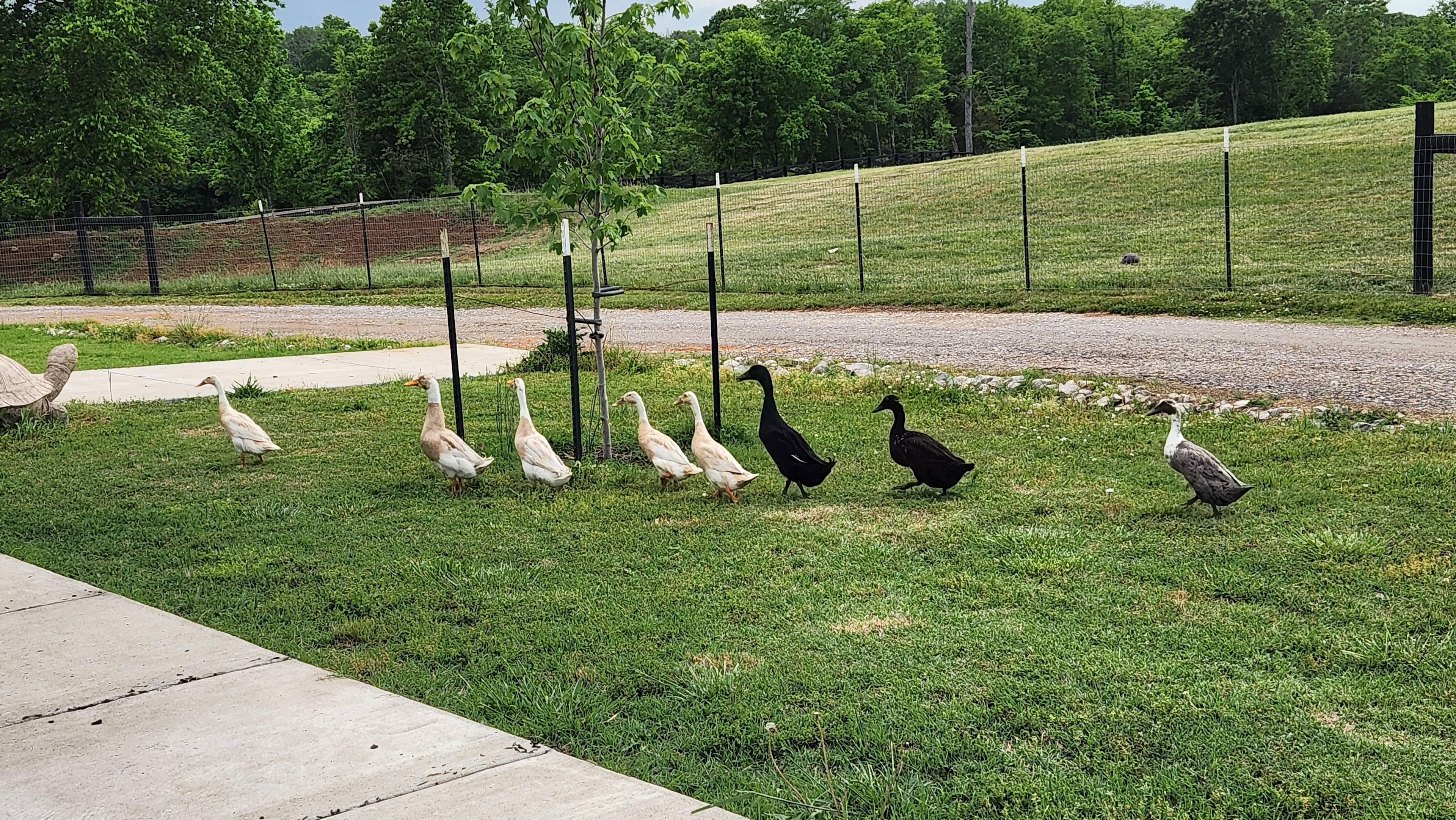 Little Green Pastures
