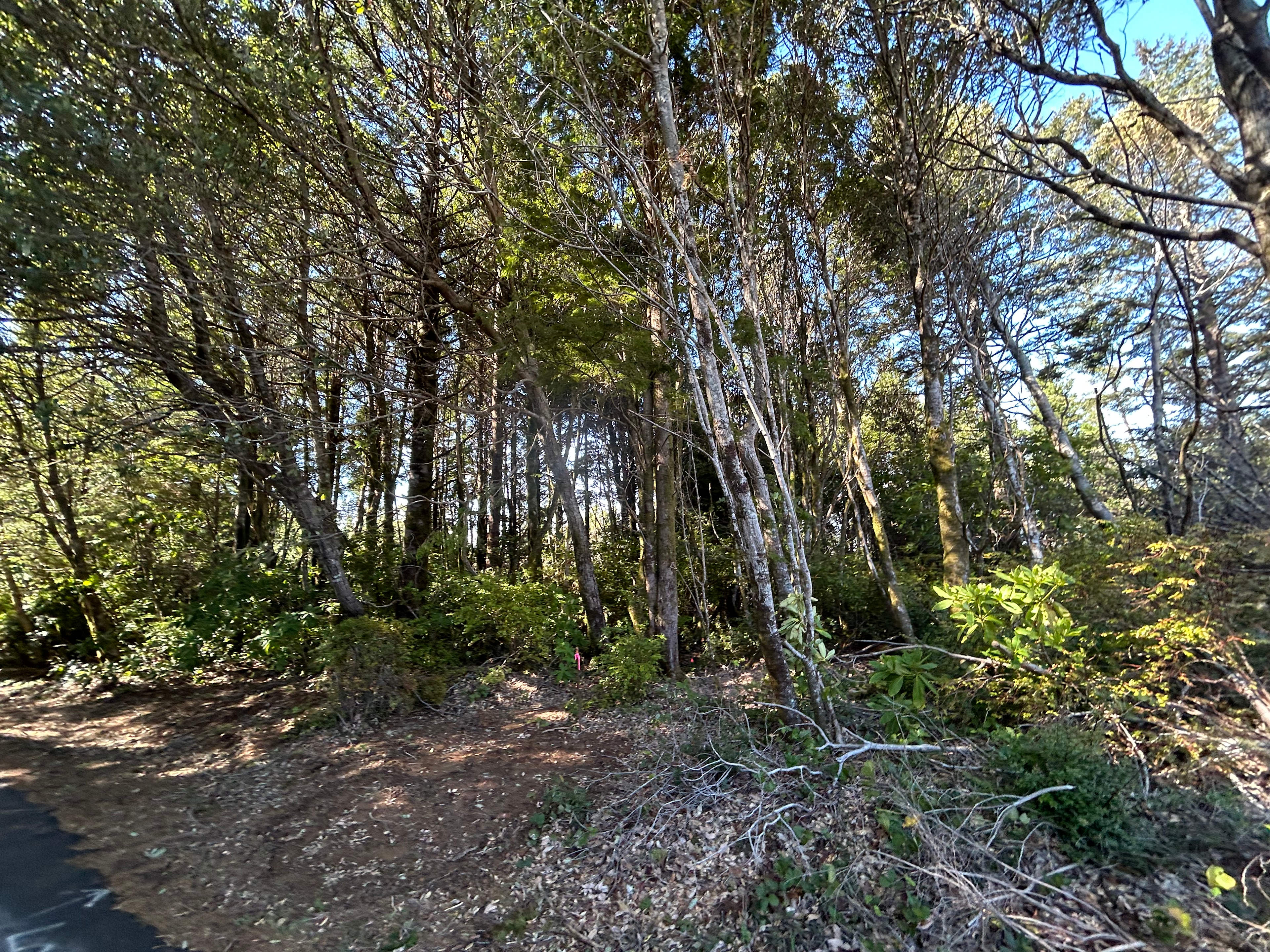 Yachats camp
