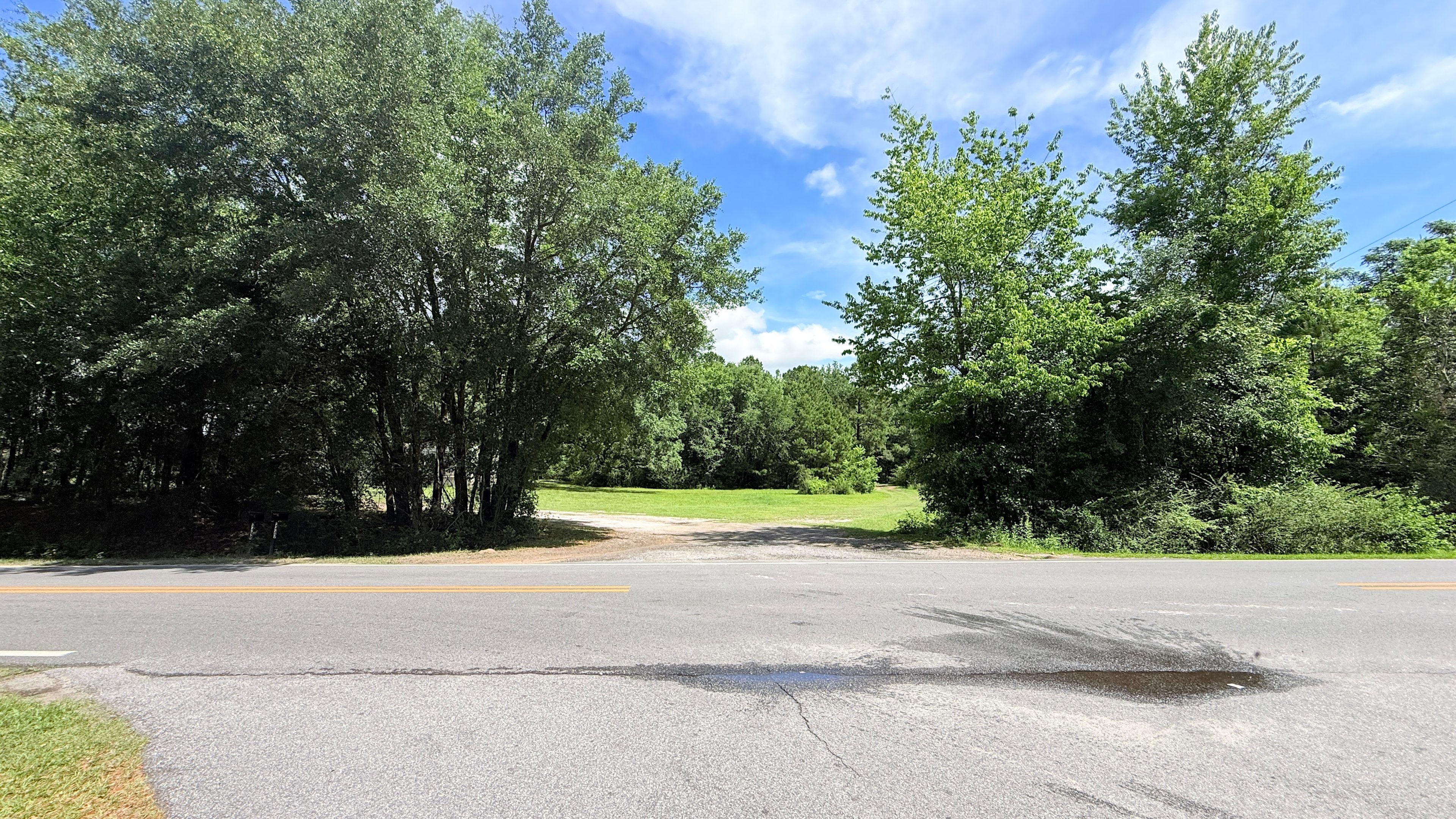 Whyte Pine Woods