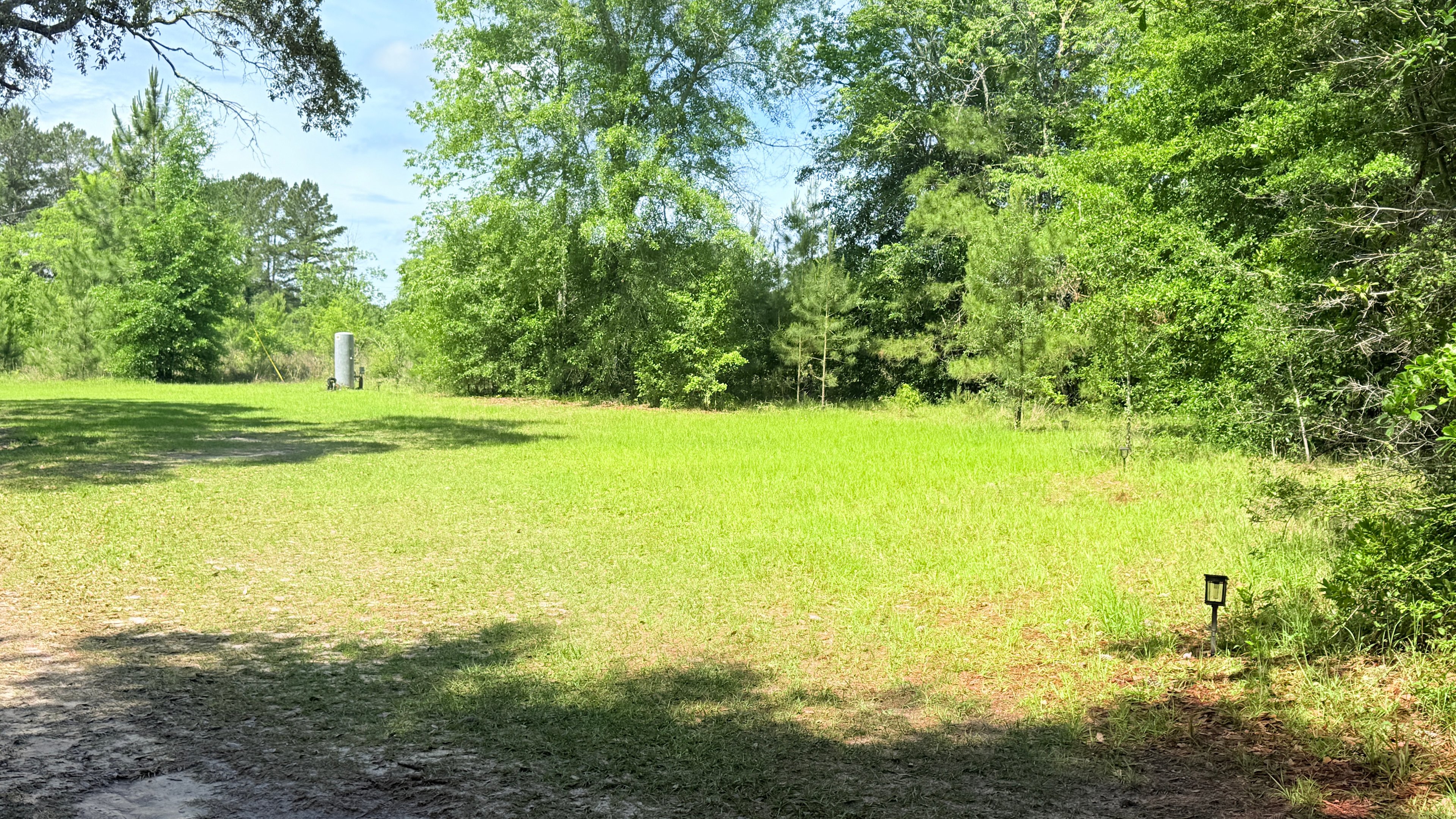 Whyte Pine Woods