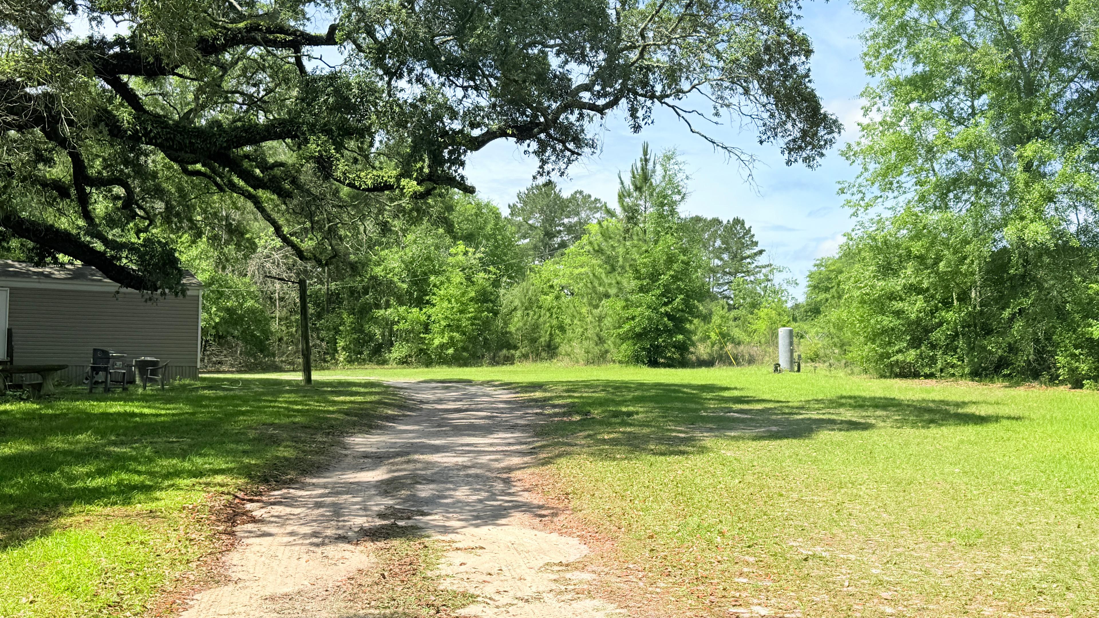 Whyte Pine Woods
