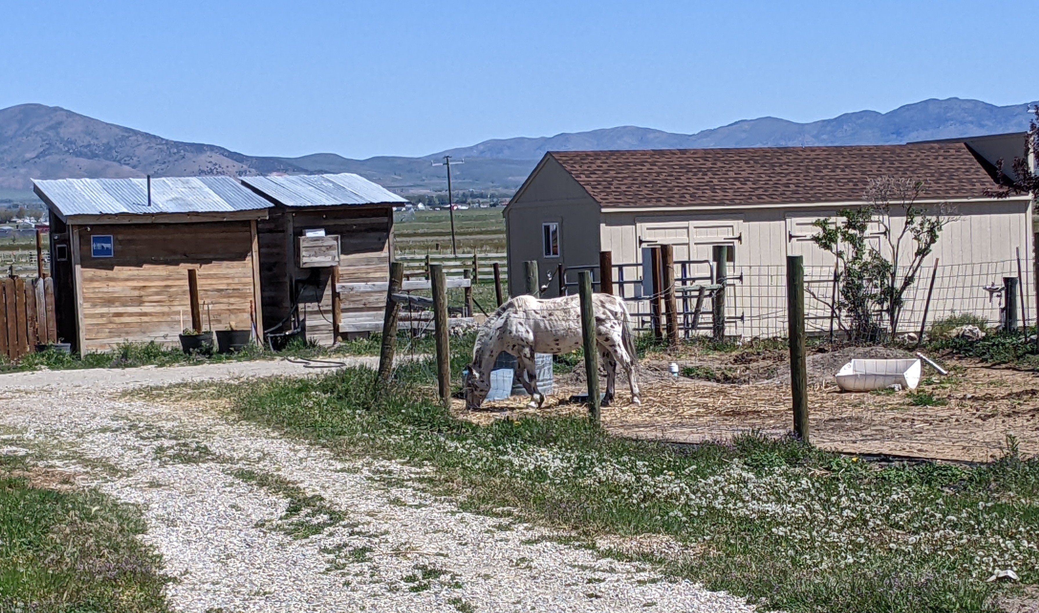 Crazy Cow Farm Adventure