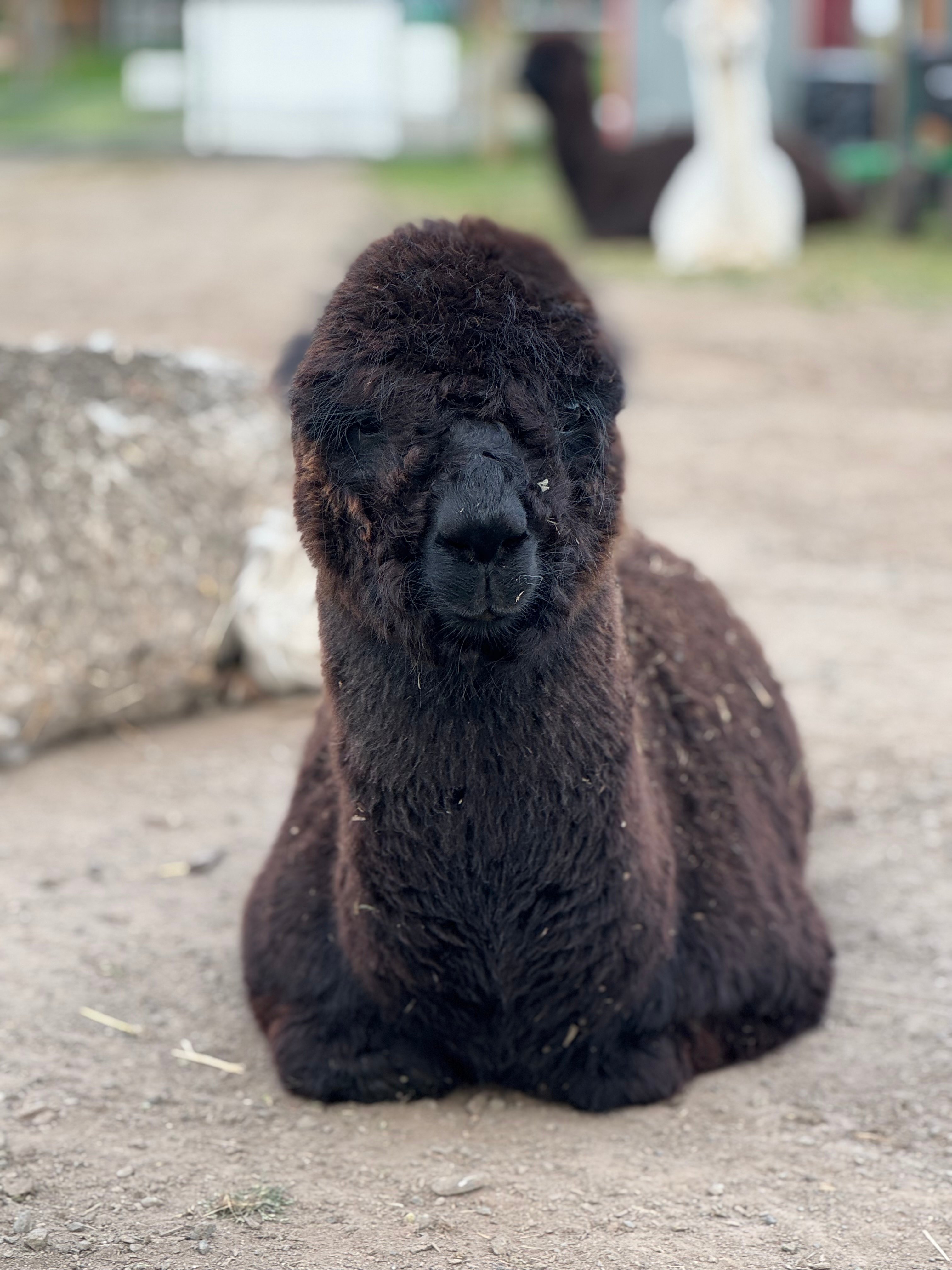 Run w/ Alpacas Farm Stay Port Angeles